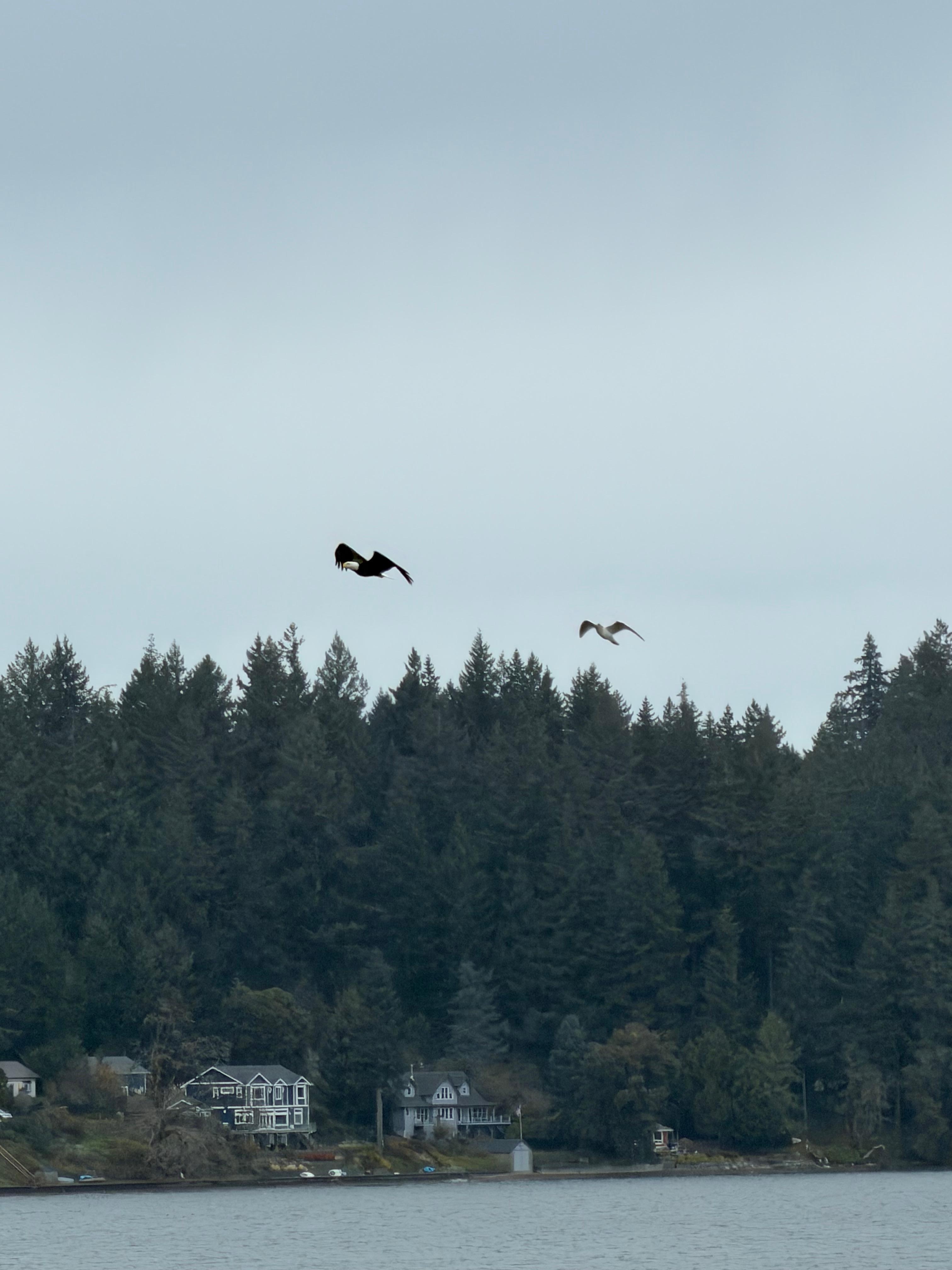 A seagull chasing off an eagle