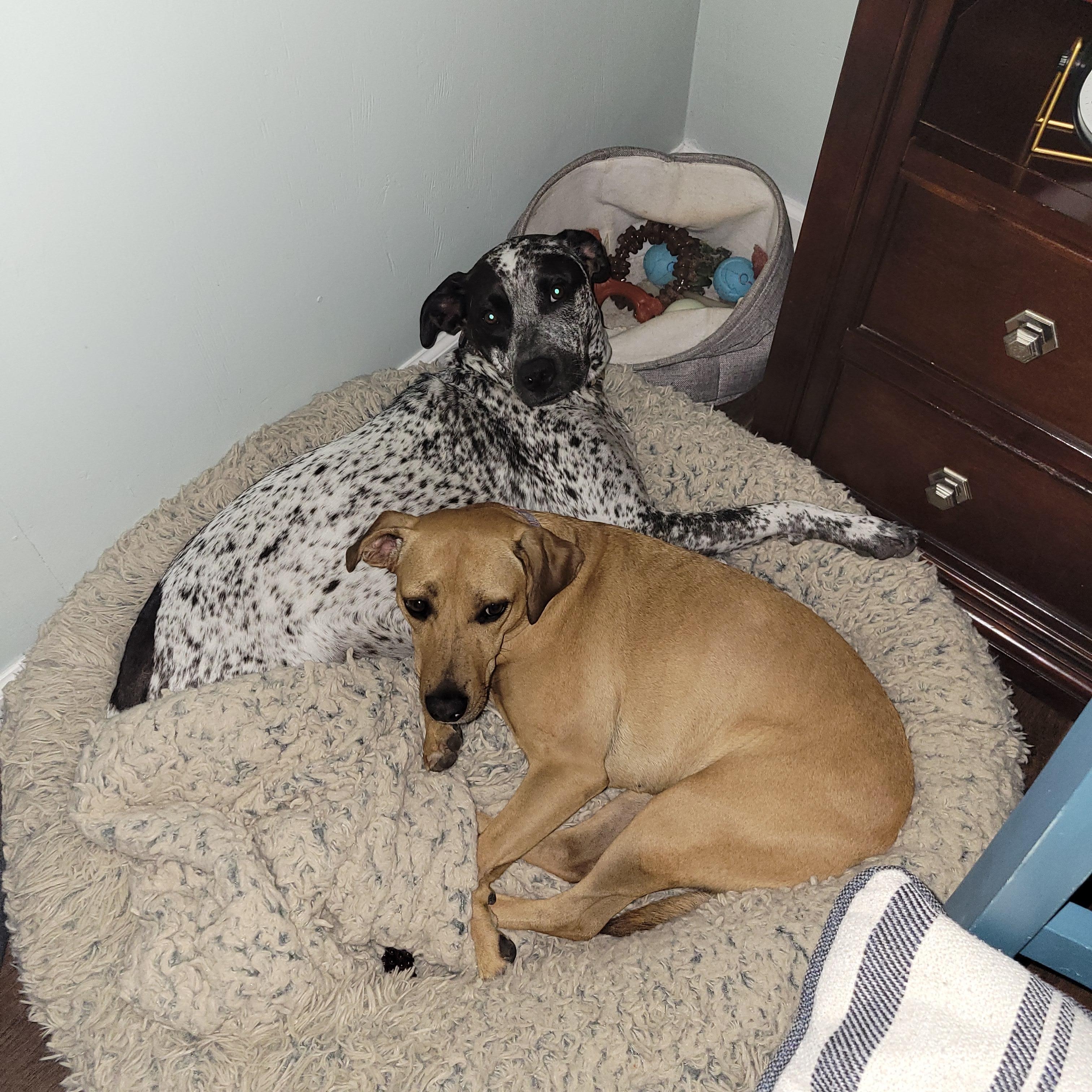 The girls chillaxin at the cottage.