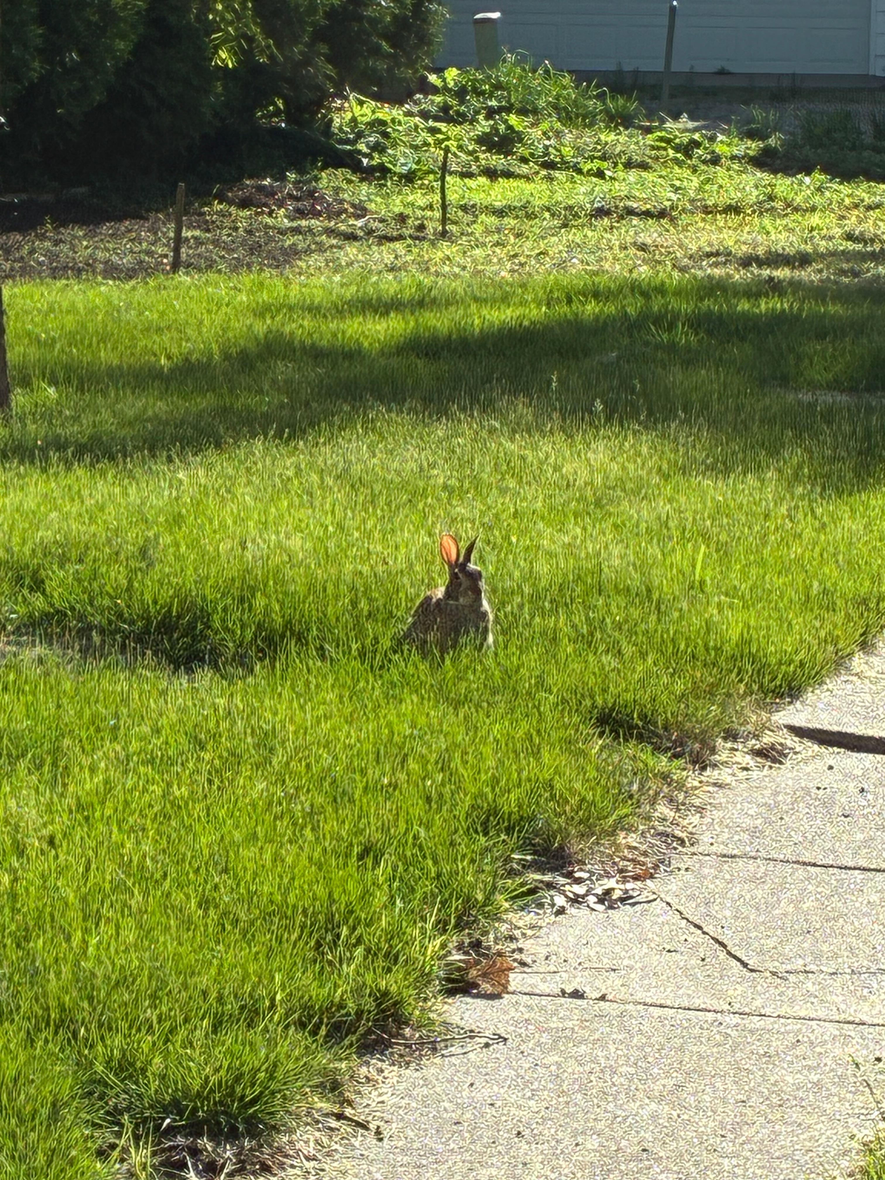 This bunny joined me each morning for coffee at the picnic table 