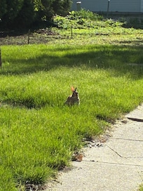 This bunny joined me each morning for coffee at the picnic table