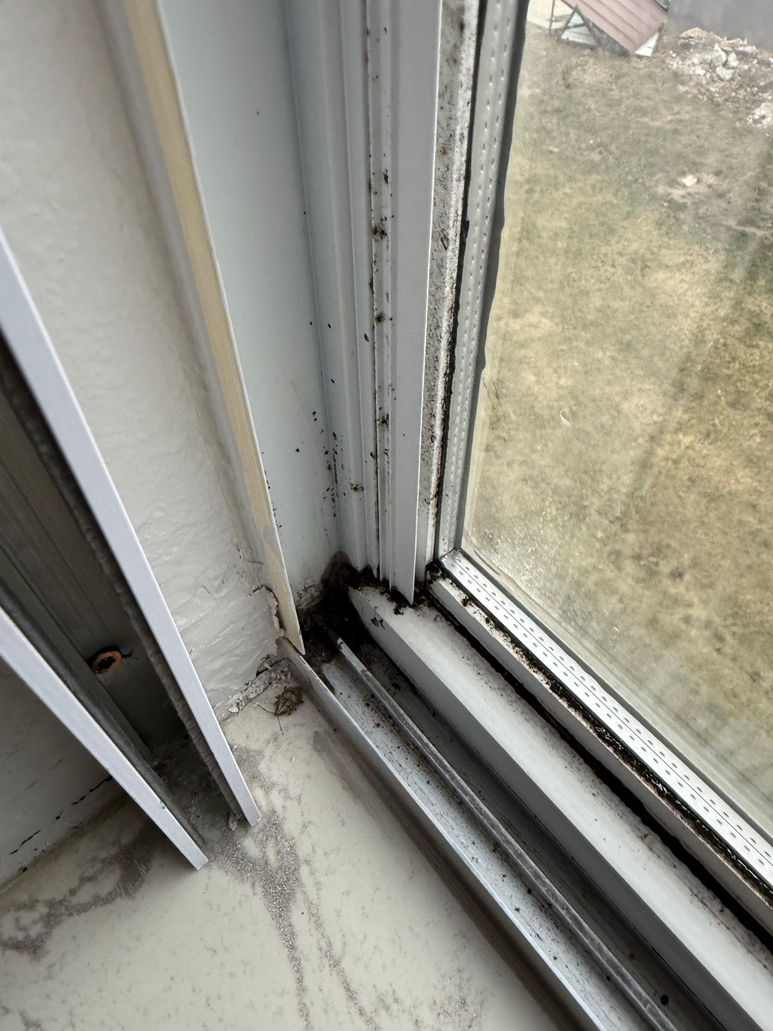 Moldy window