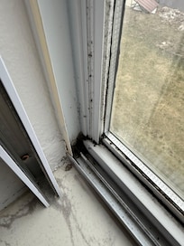 Moldy window