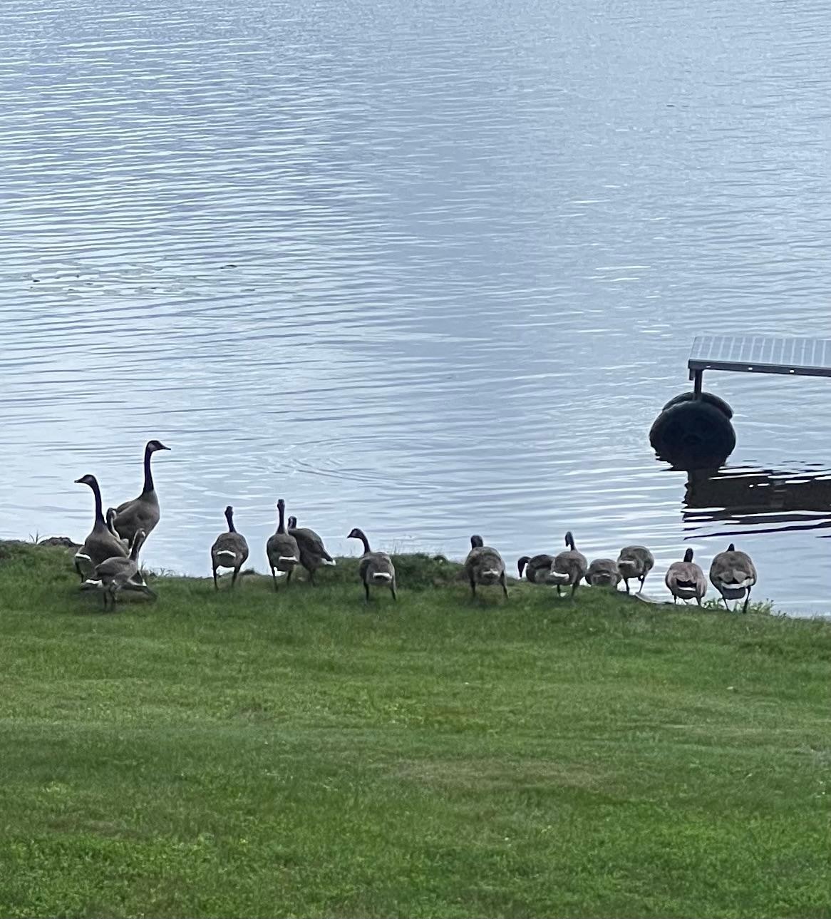 Daily visitors