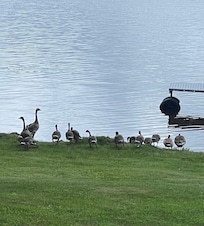 Daily visitors