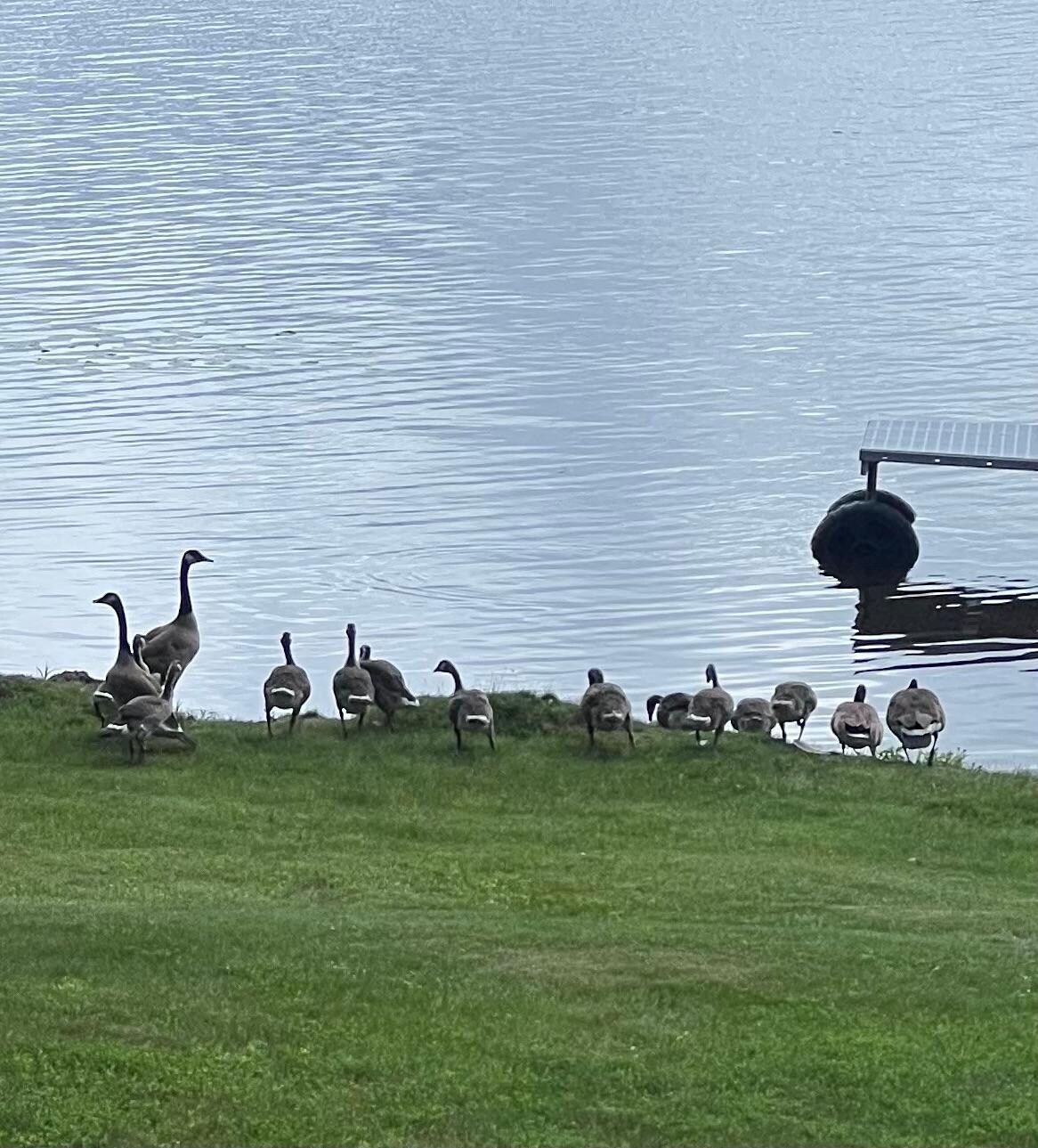 Daily visitors