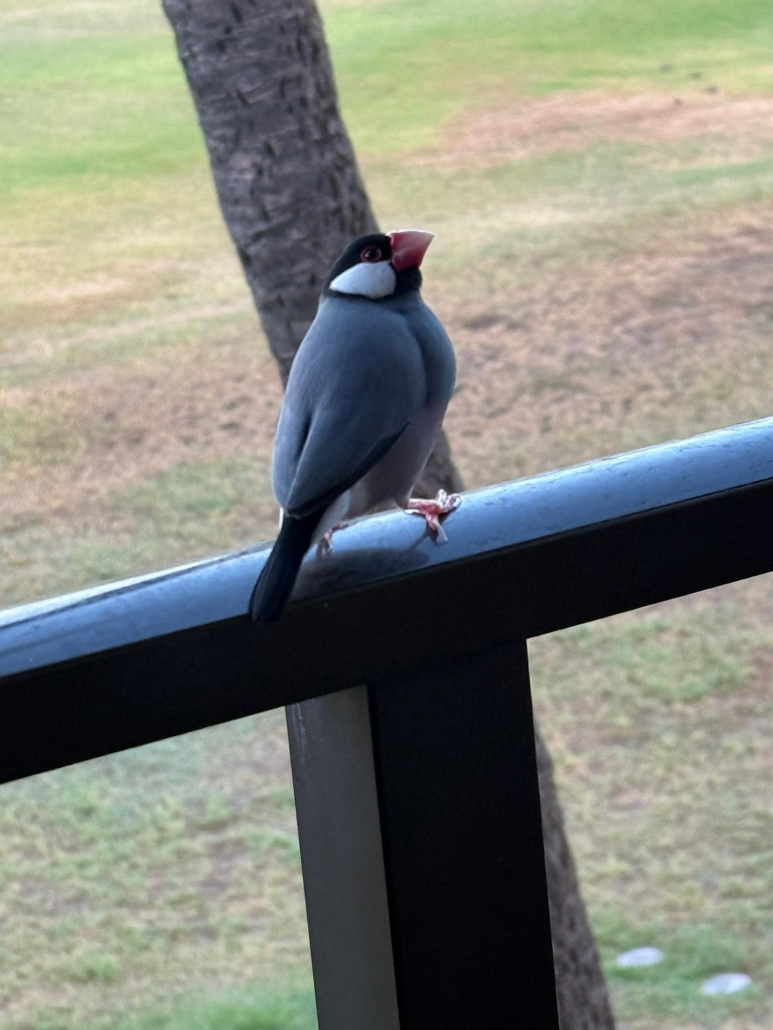 Local wildlife comes to visit!