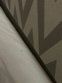 Bug in the bed