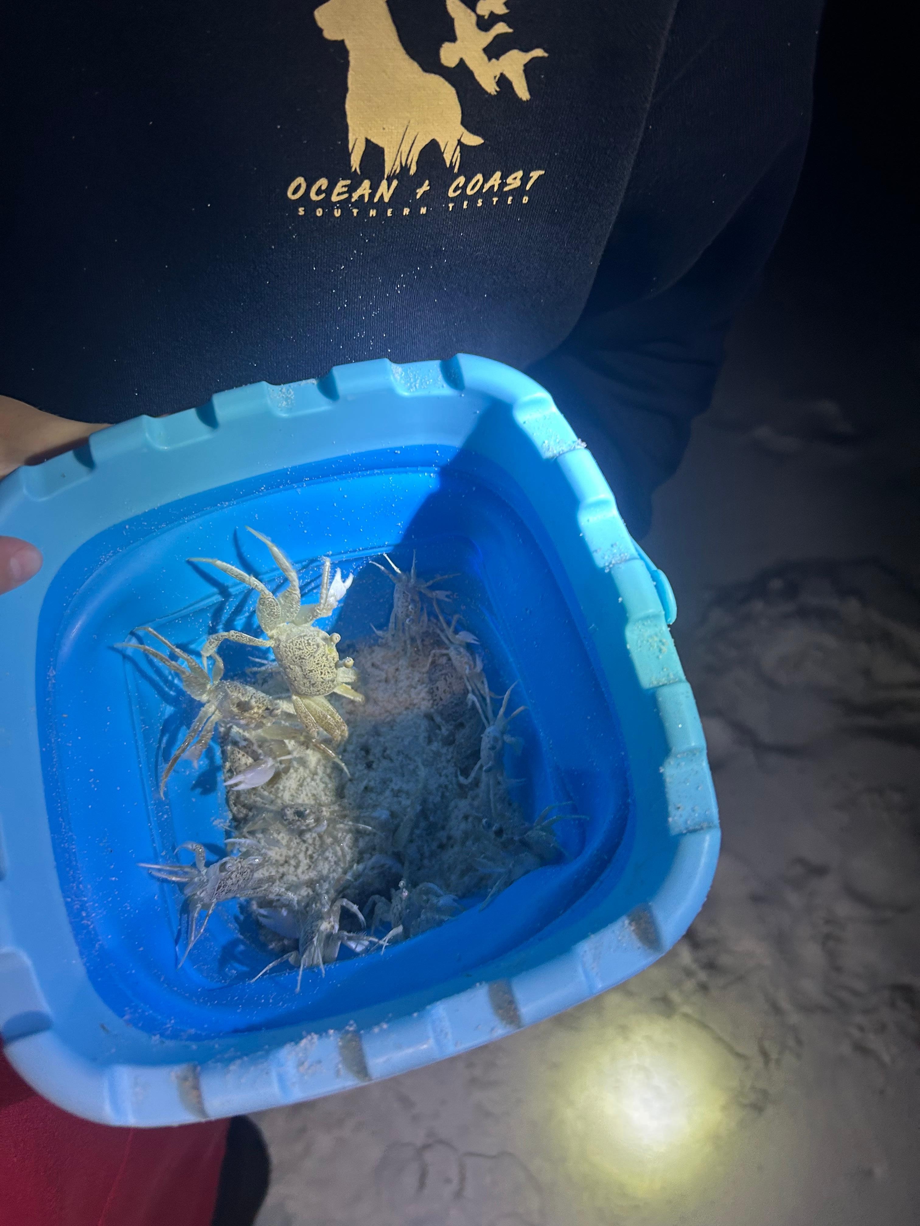 Kids loved running down the beach and hunting crabs. 