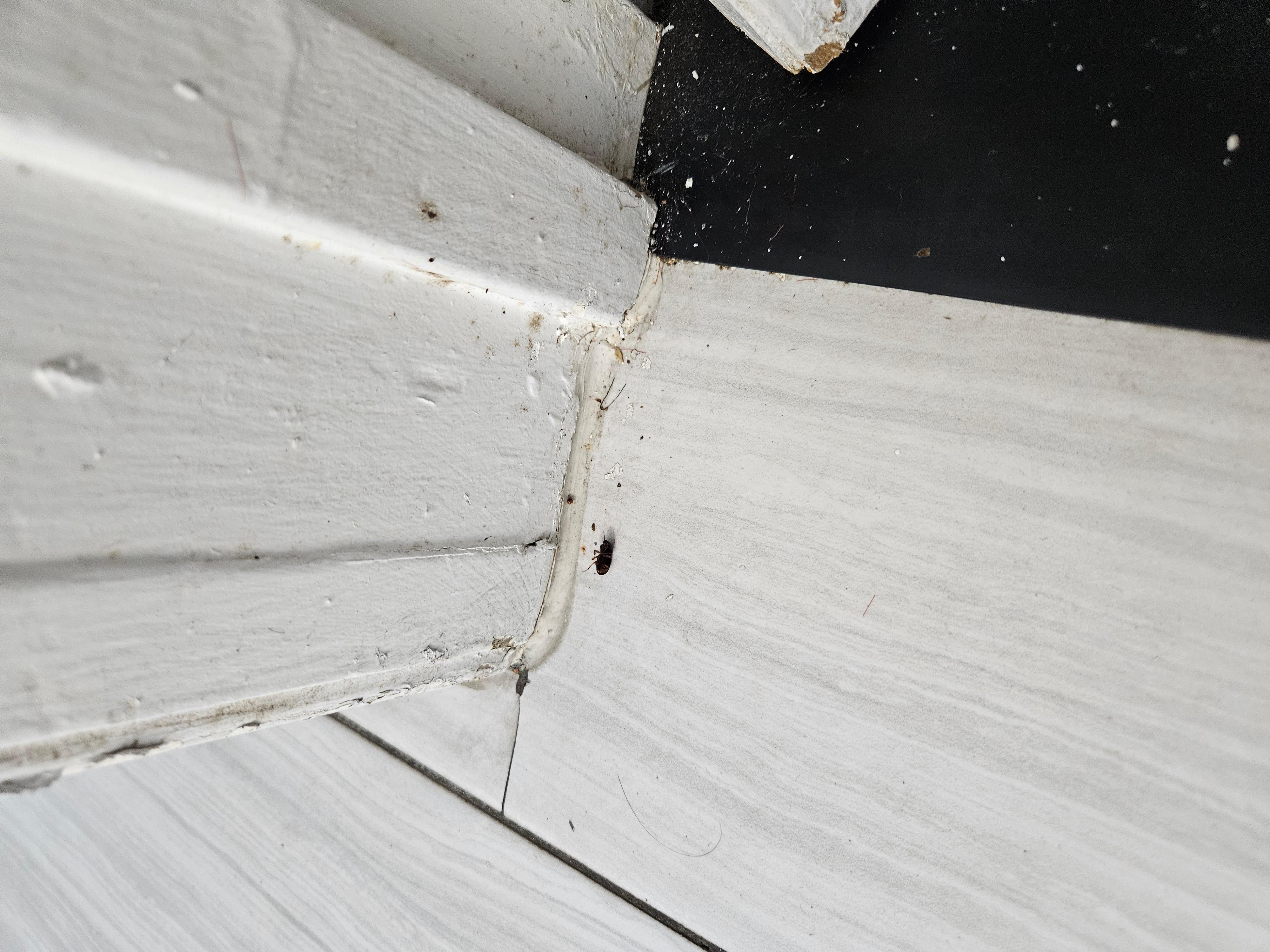 Bugs crawling in the bathroom.