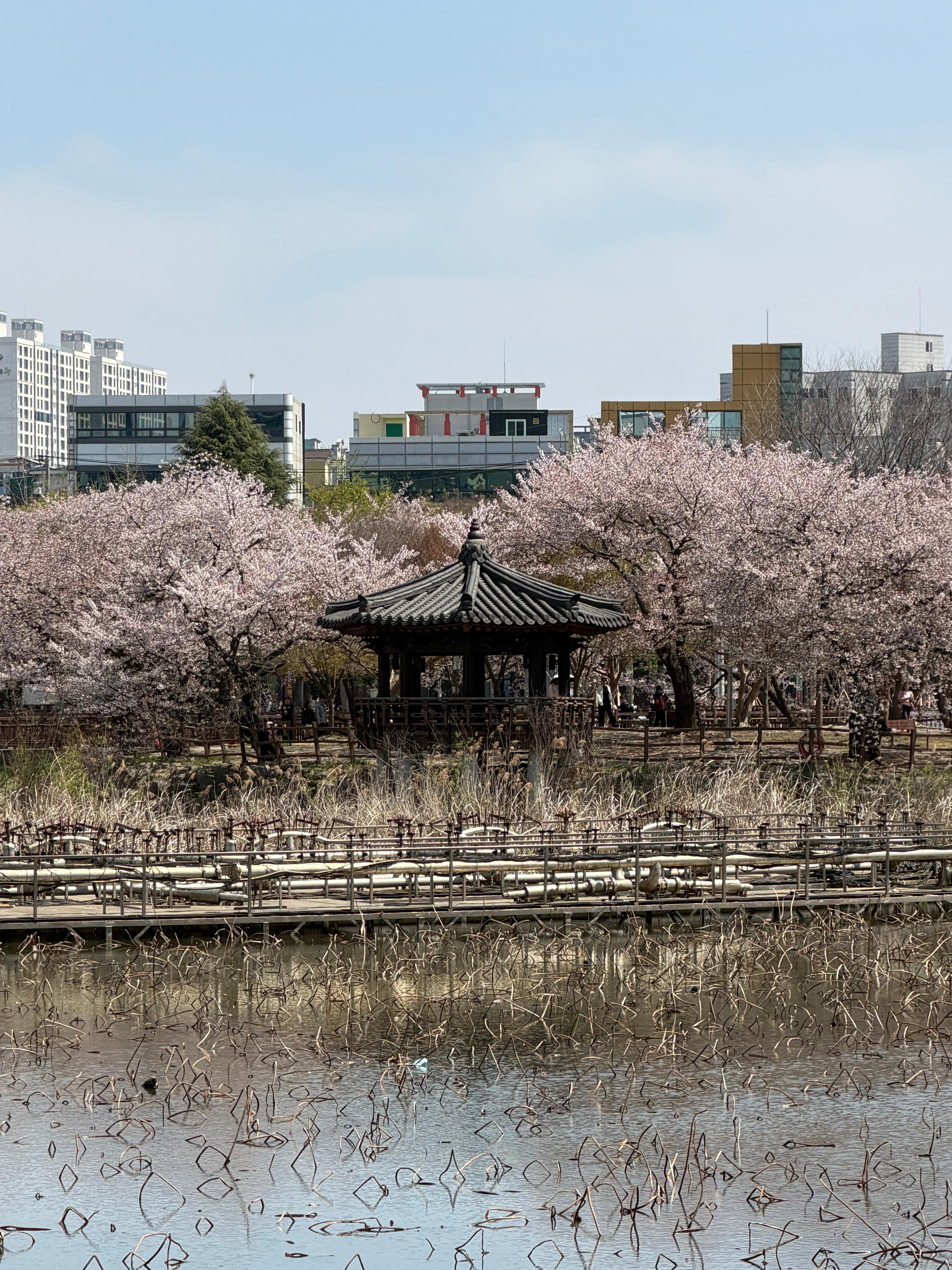 Uncheon Lake Spring Cherry Blossoms 