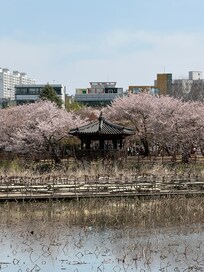 Uncheon Lake Spring Cherry Blossoms