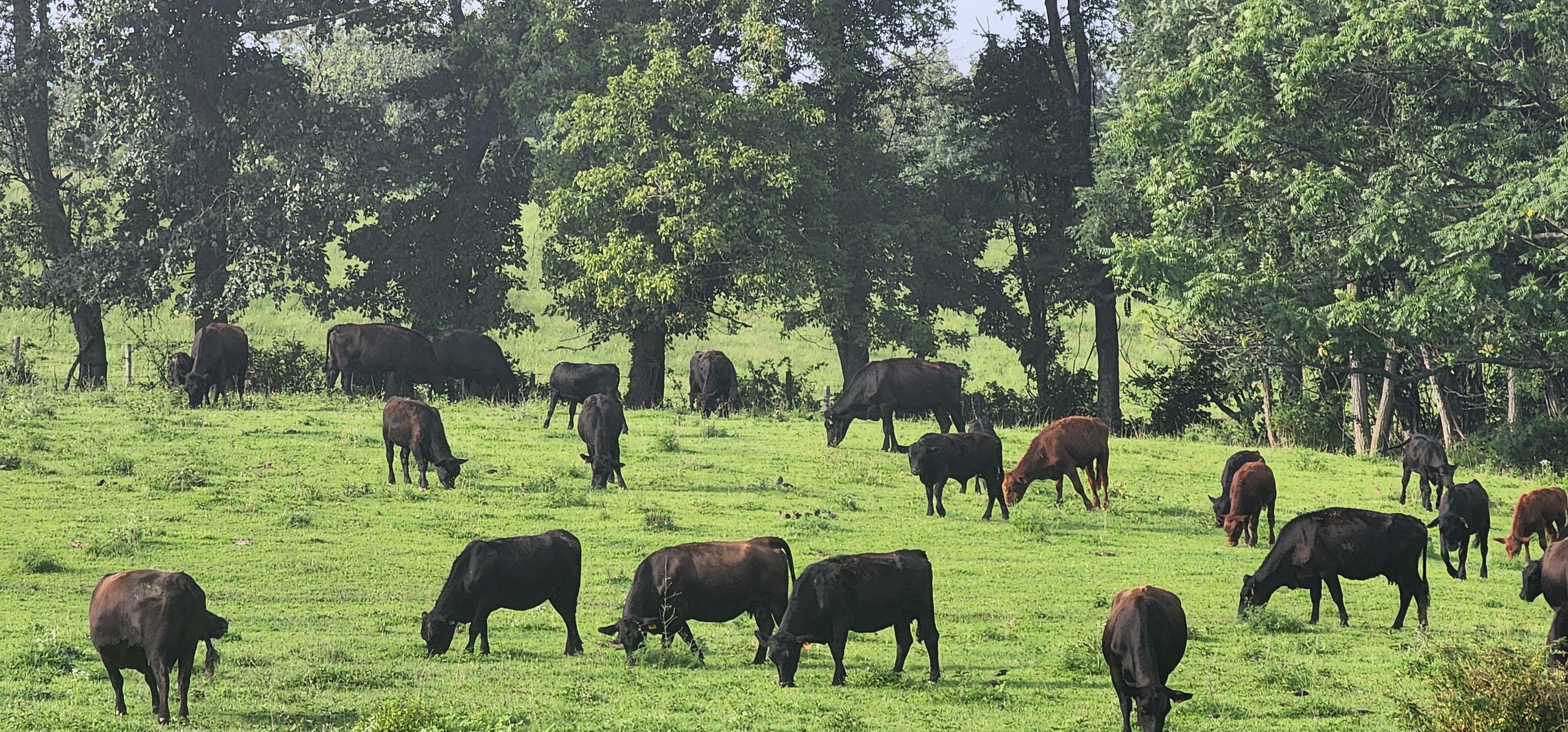 Seeing cows in the farm as we drive around town.