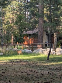 Saw deer, wild turkeys and a rabbit.