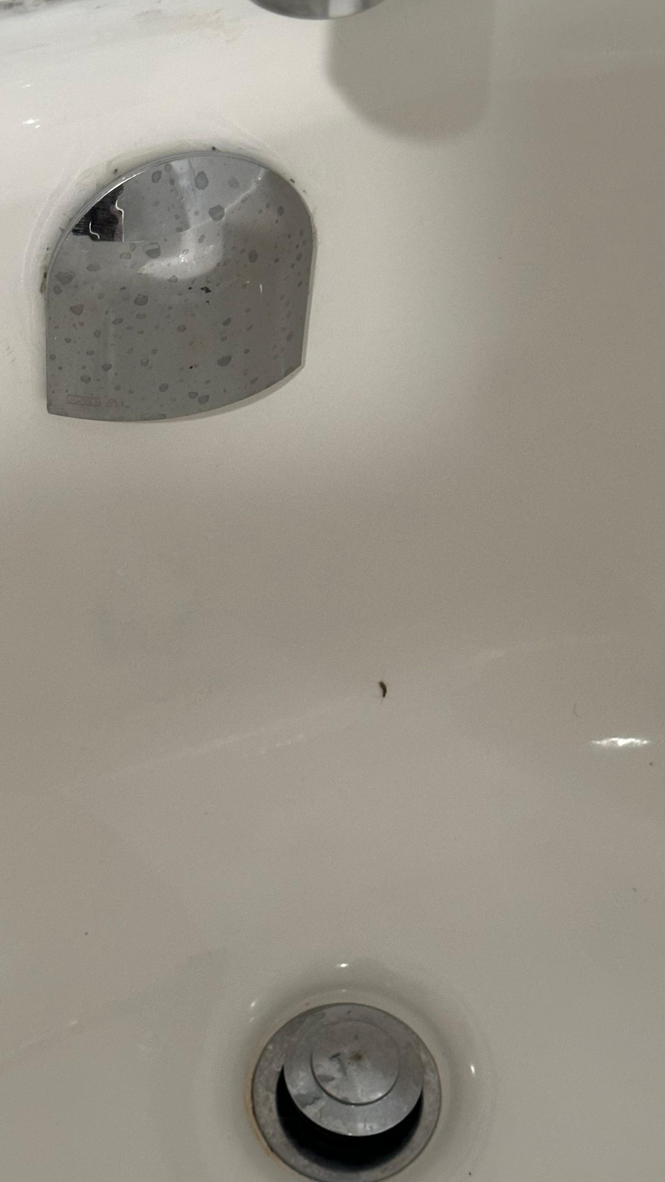 Bugs in washroom and bathtub