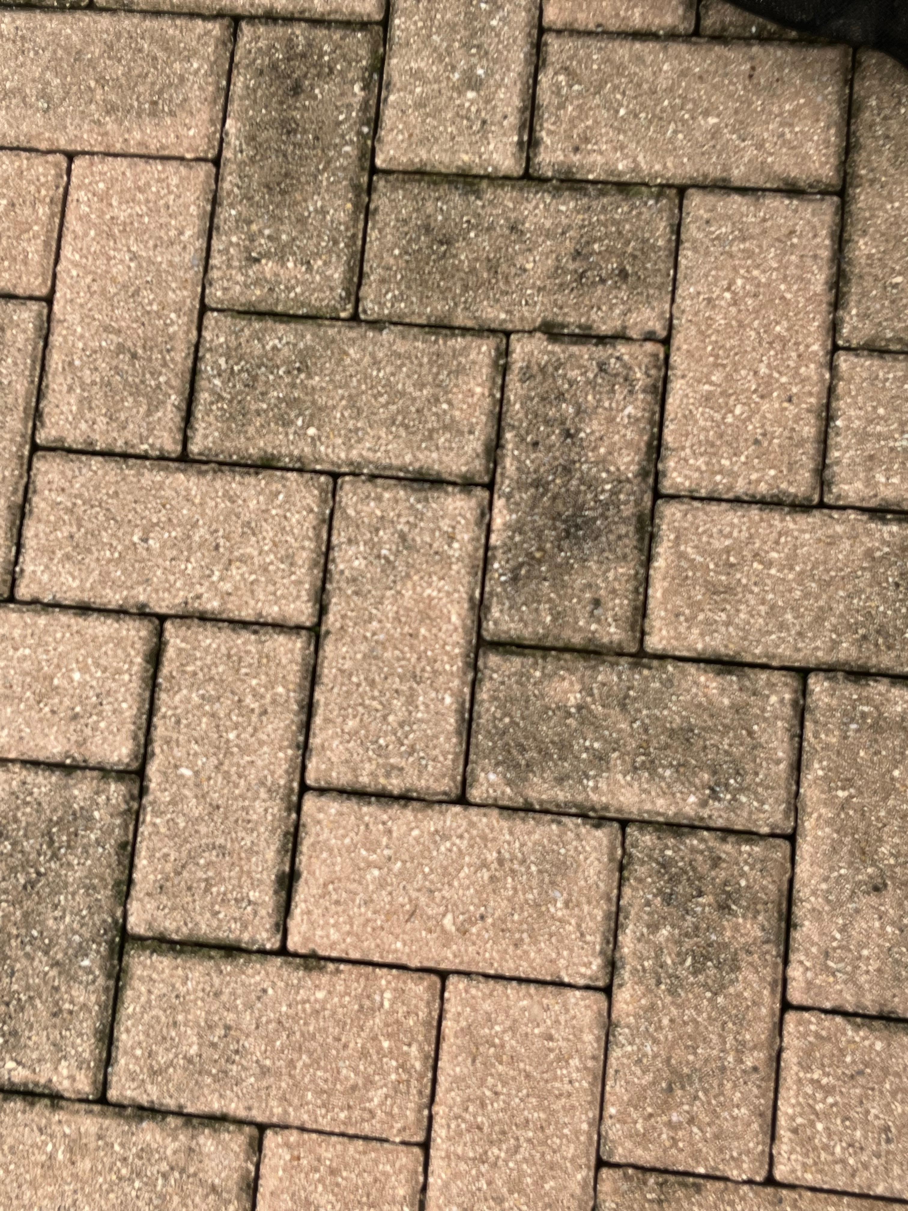 Black mold 