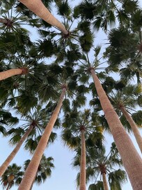 Palmeria - just beautiful!