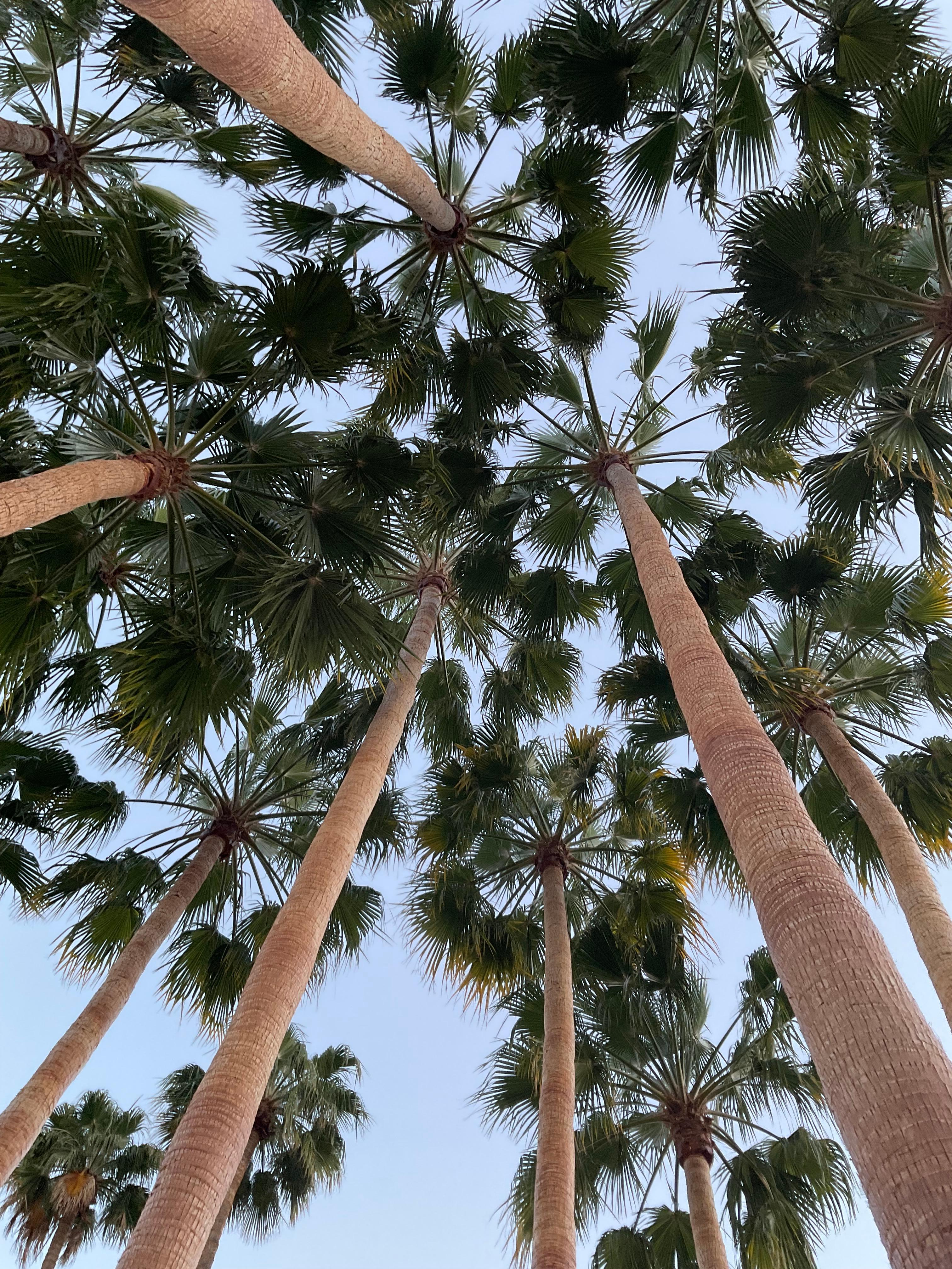 Palmeria - just beautiful!