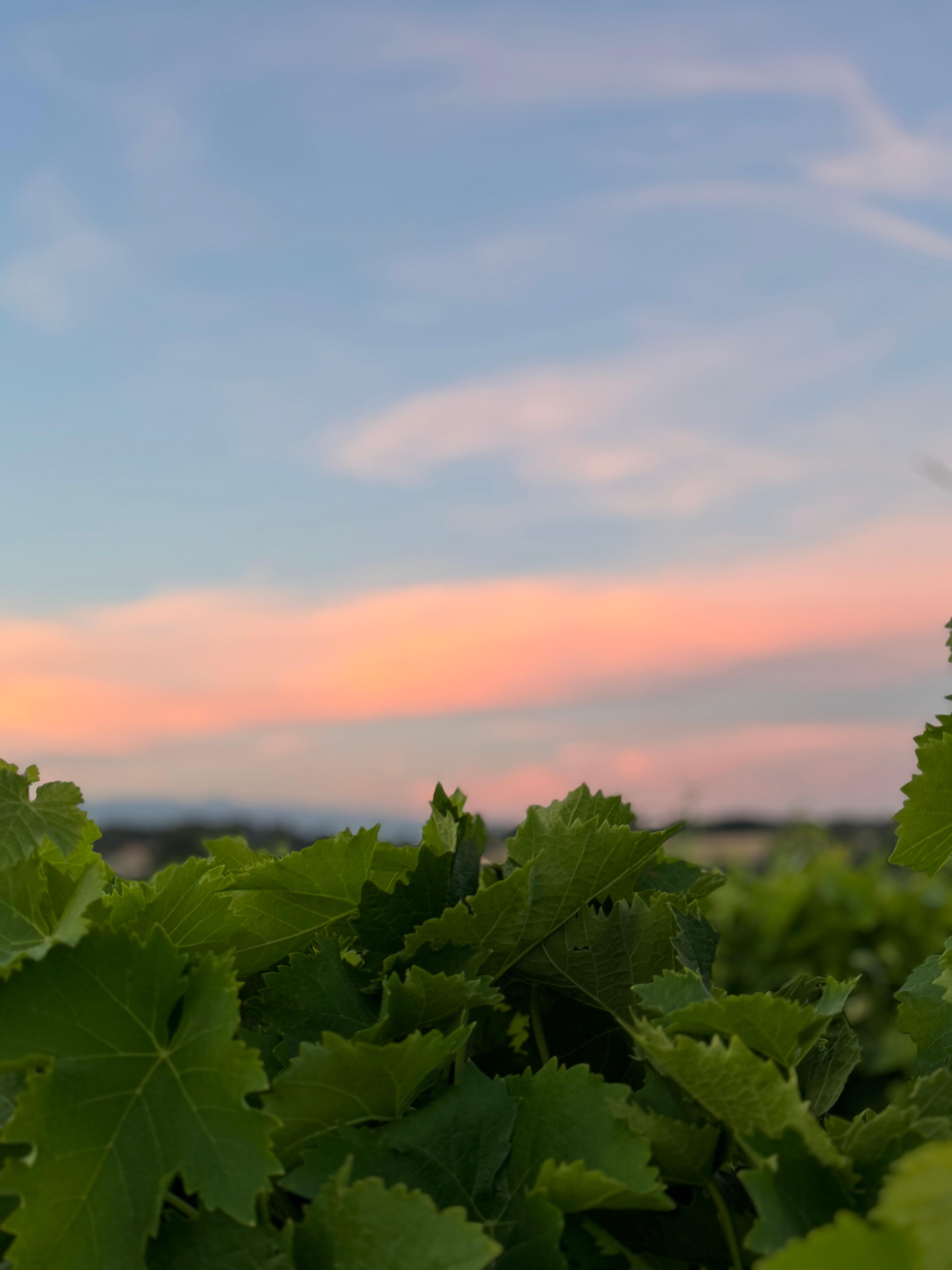 Abendsonne