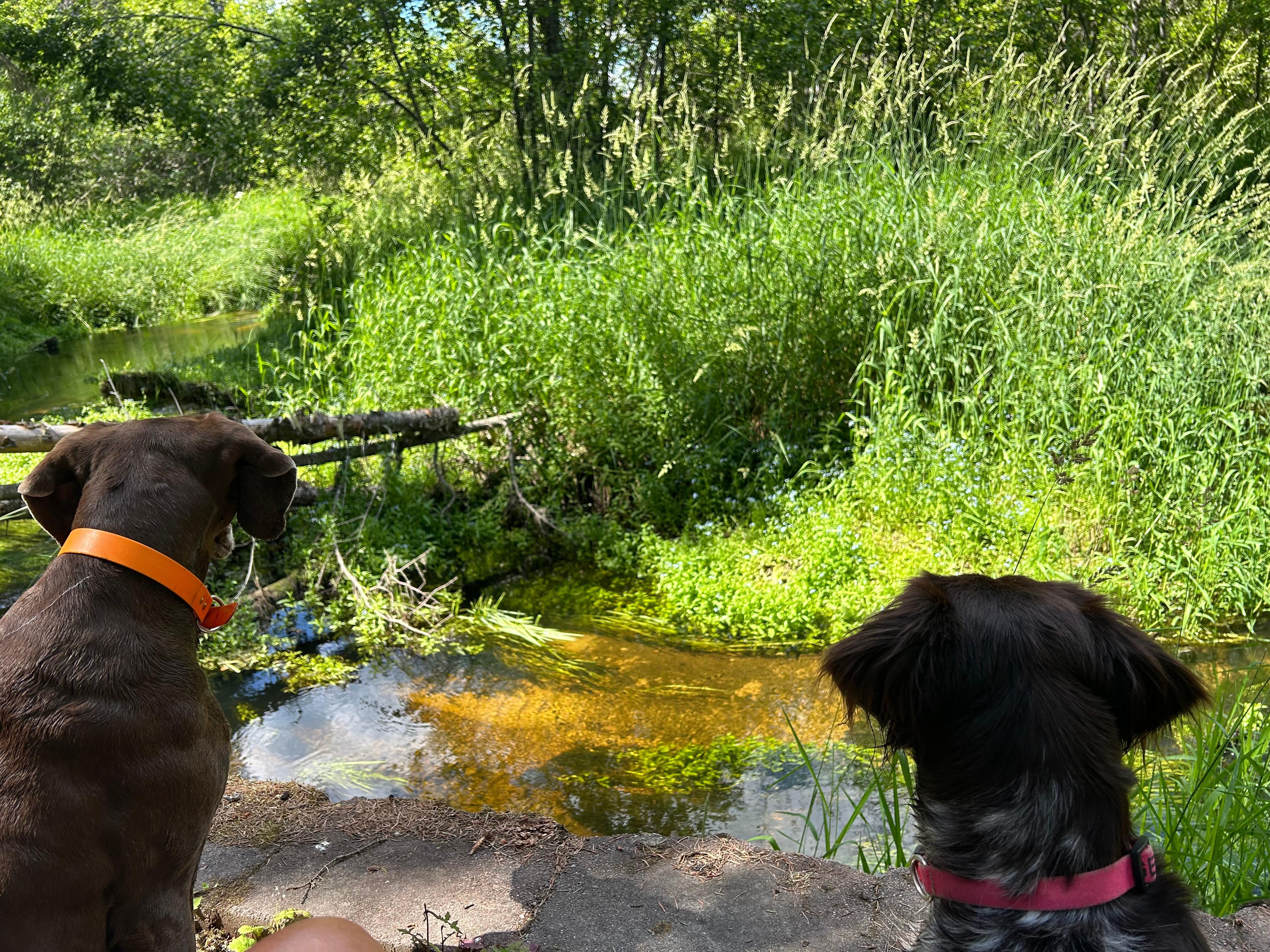 We all enjoyed Lamb Creek!