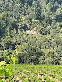 View from the neighboring vineyard