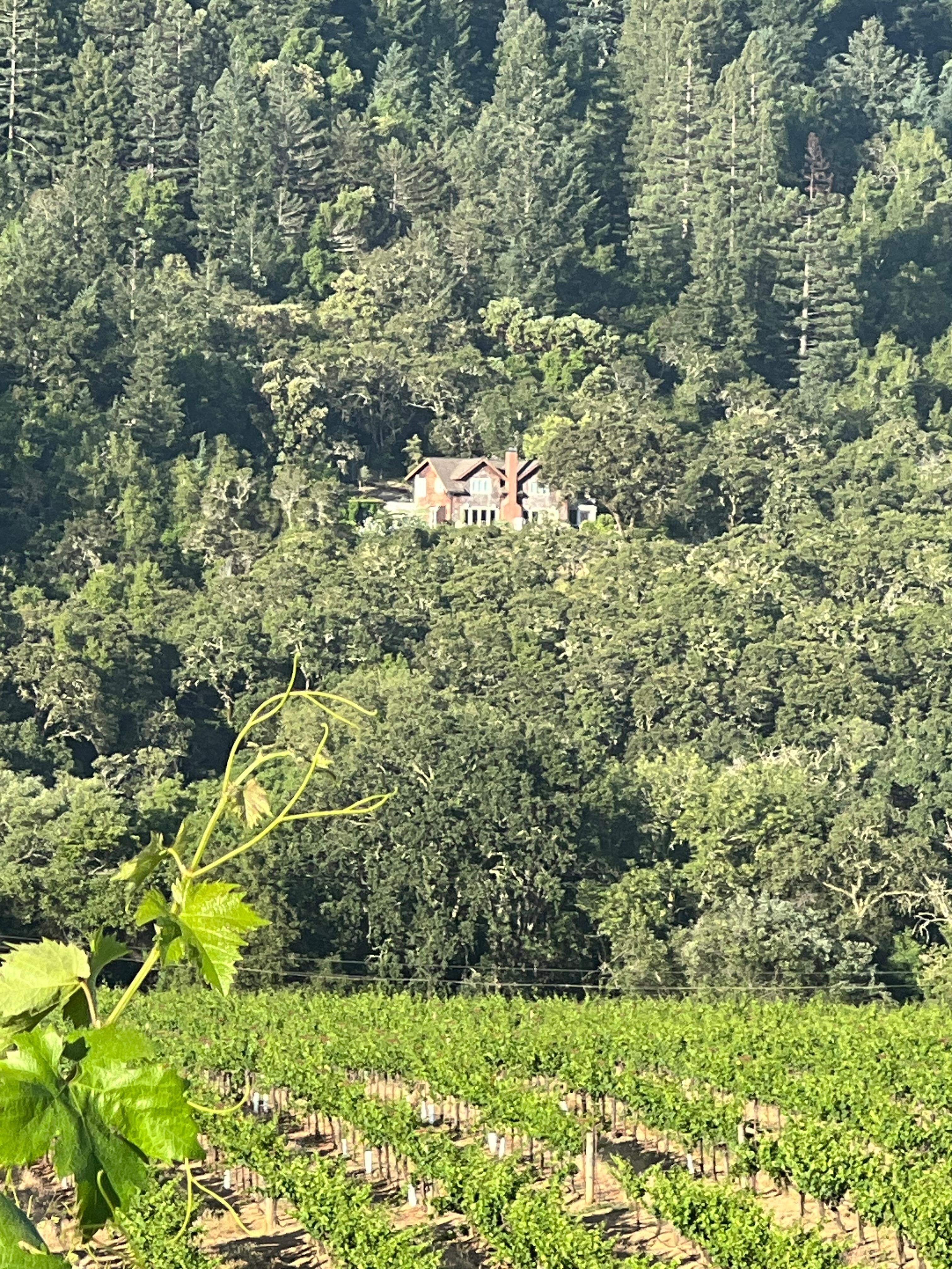 View from the neighboring vineyard