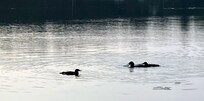 Placid Lake Loons.