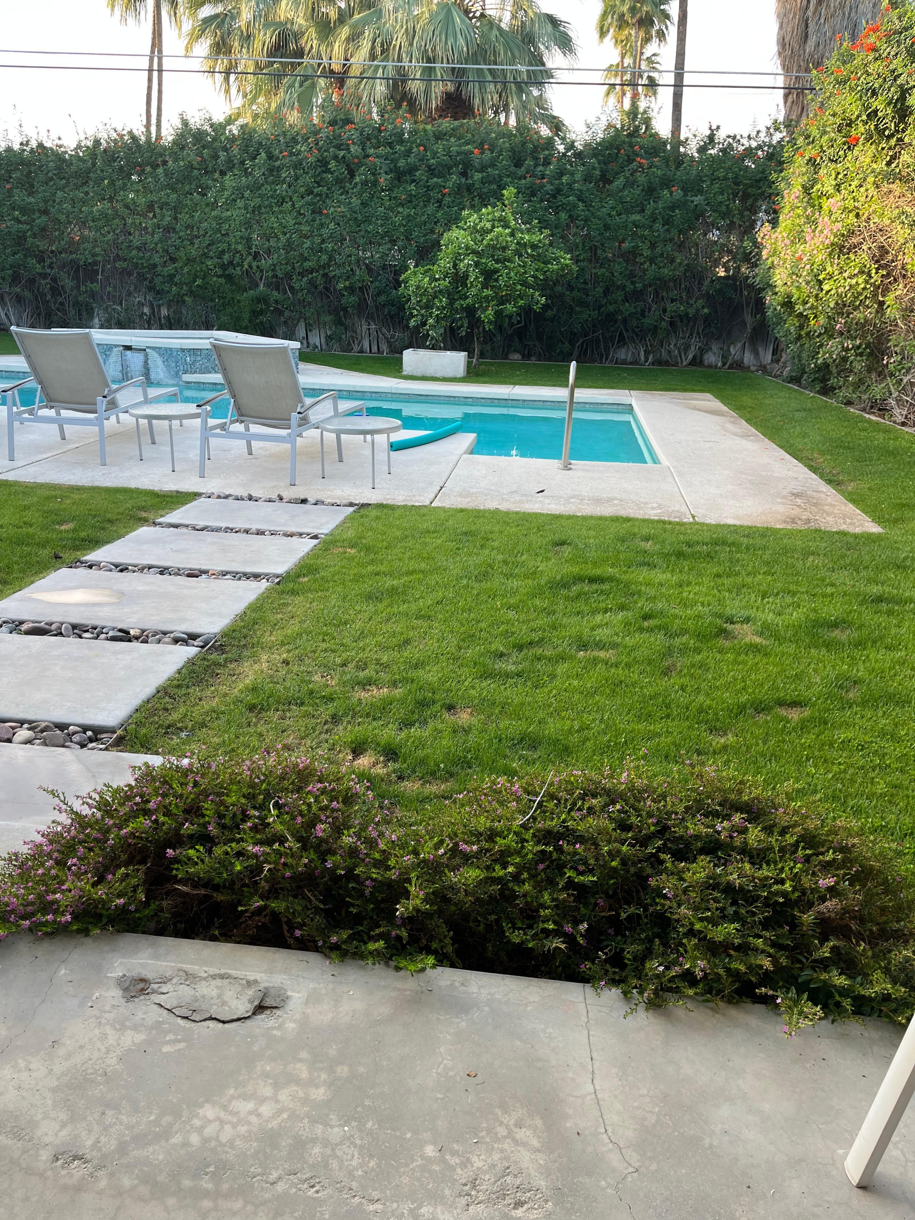 Backyard orange tree and hummingbird 