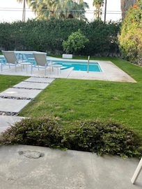 Backyard orange tree and hummingbird