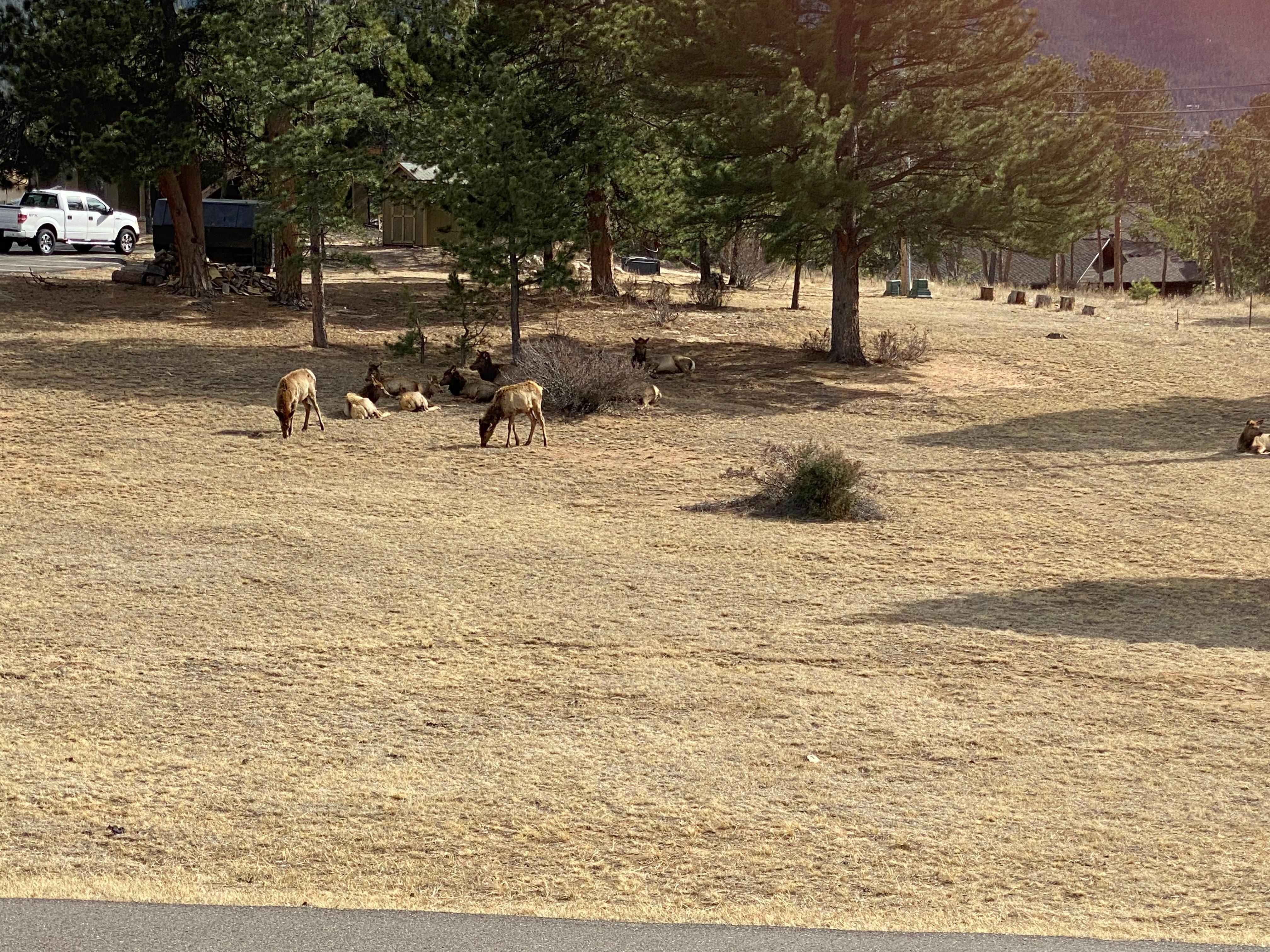 View of elk from our private patio.