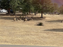 View of elk from our private patio.