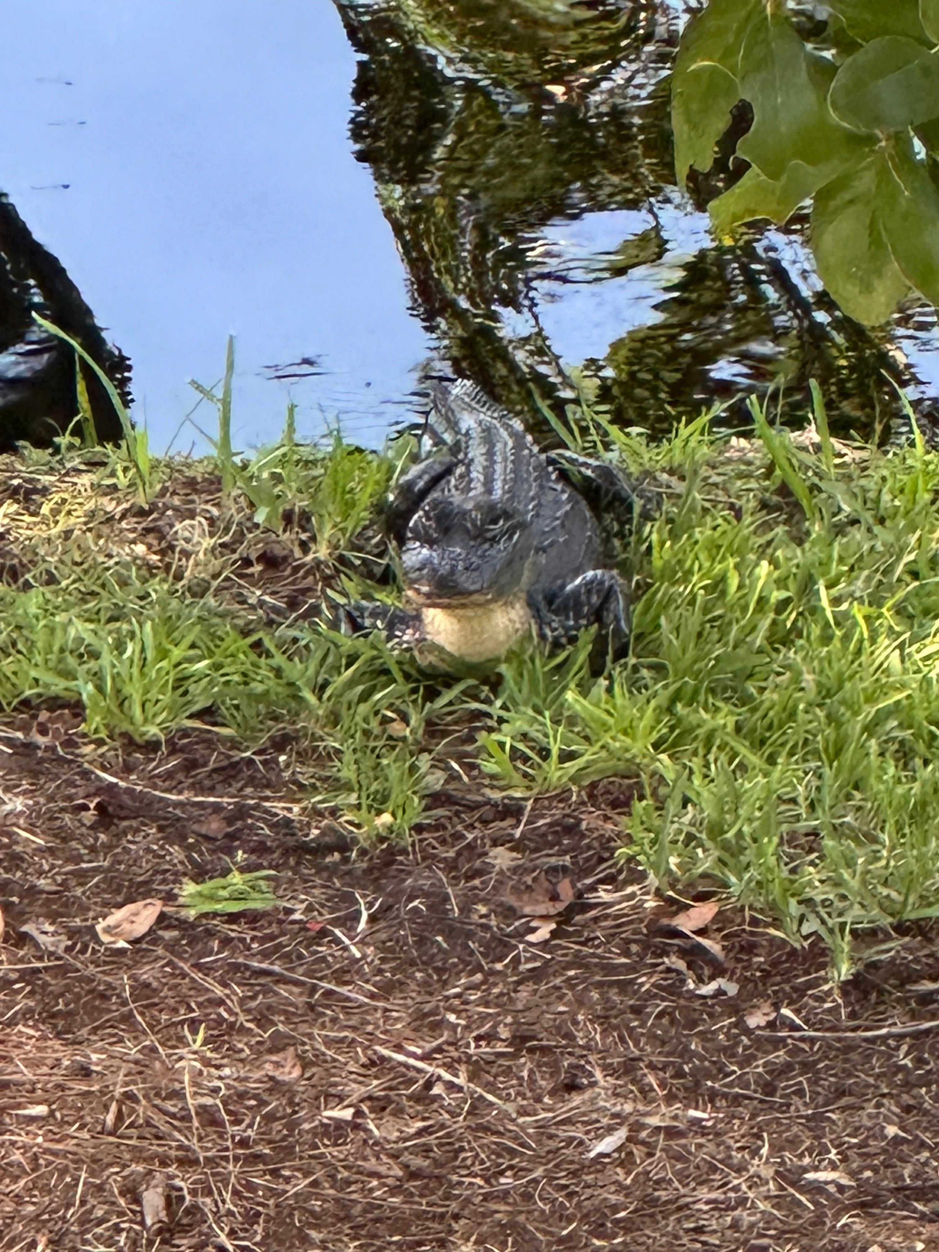 Awesome to see from a safe distance ! 