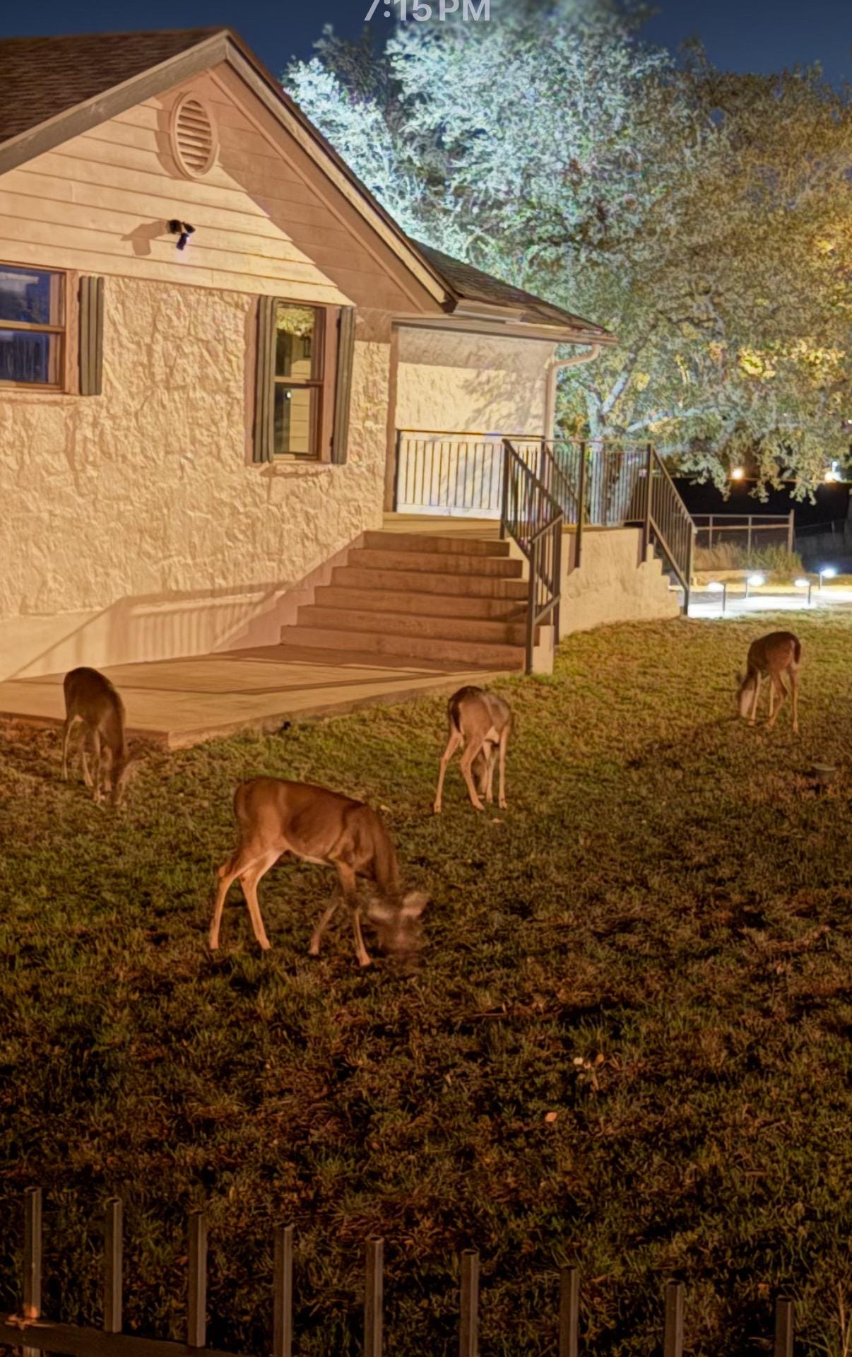 Deer feeding right behind the backyard 