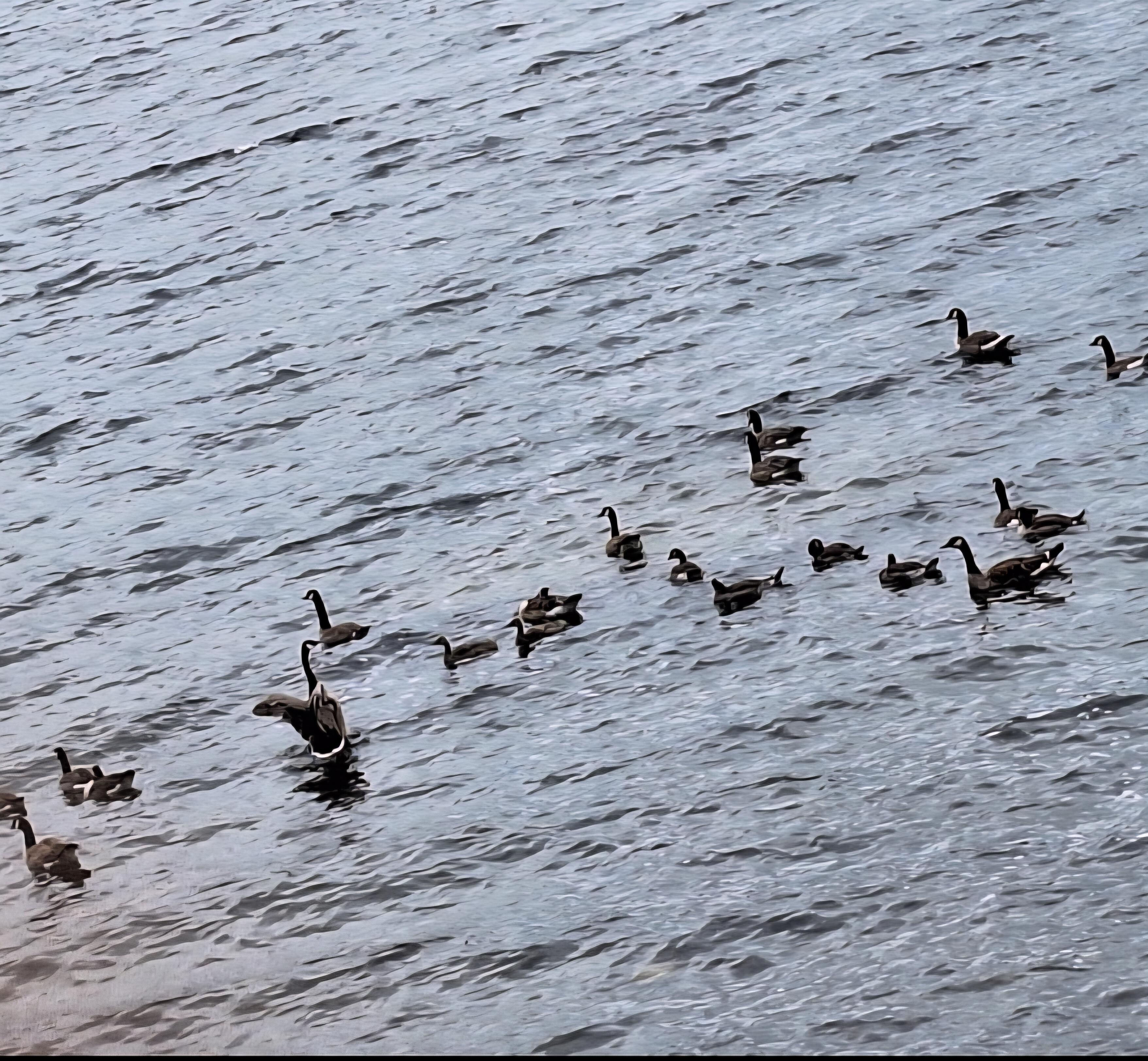 Some geese hanging out