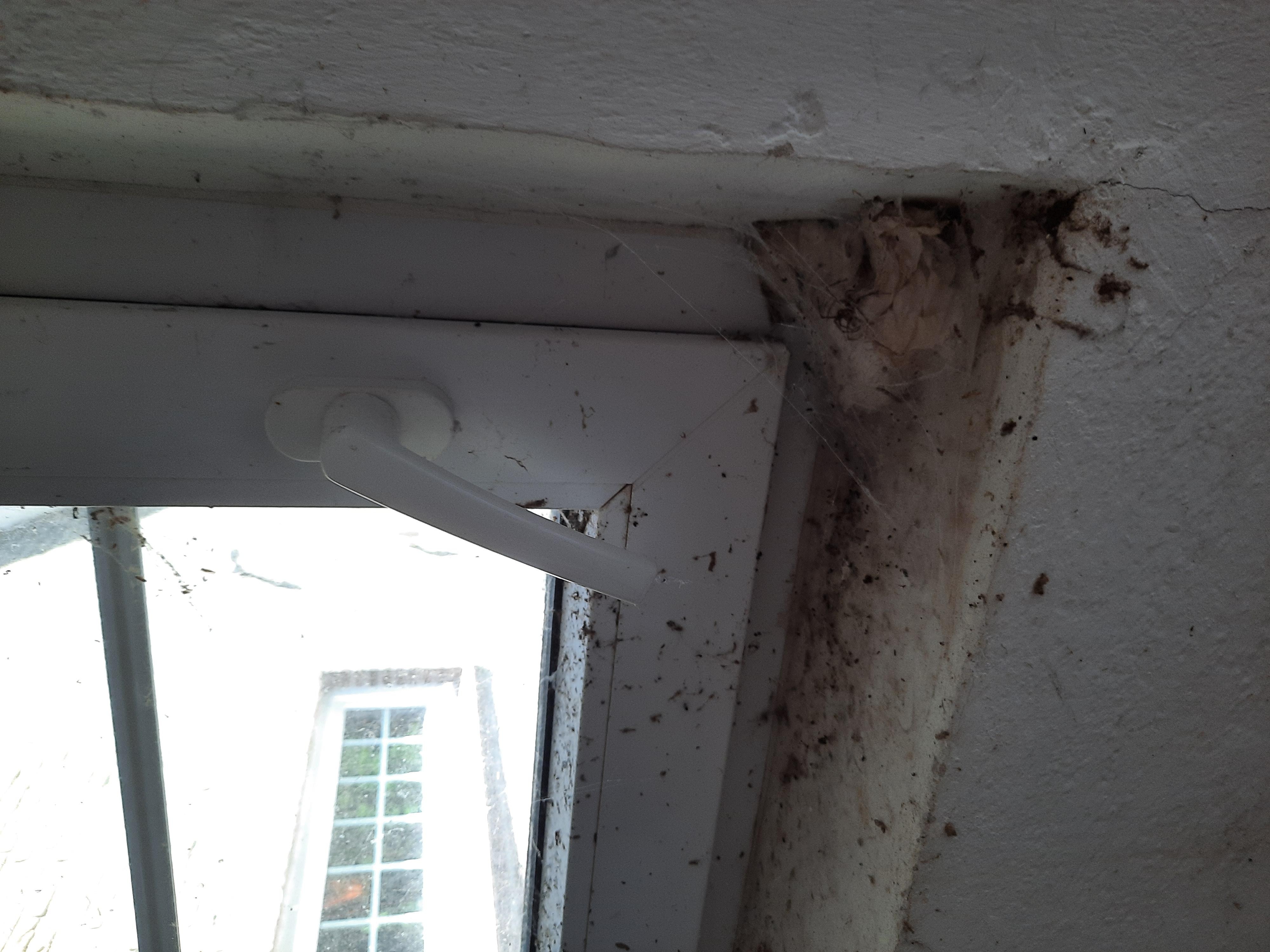 Dreck und Spinnweben am Waschküchenfenster