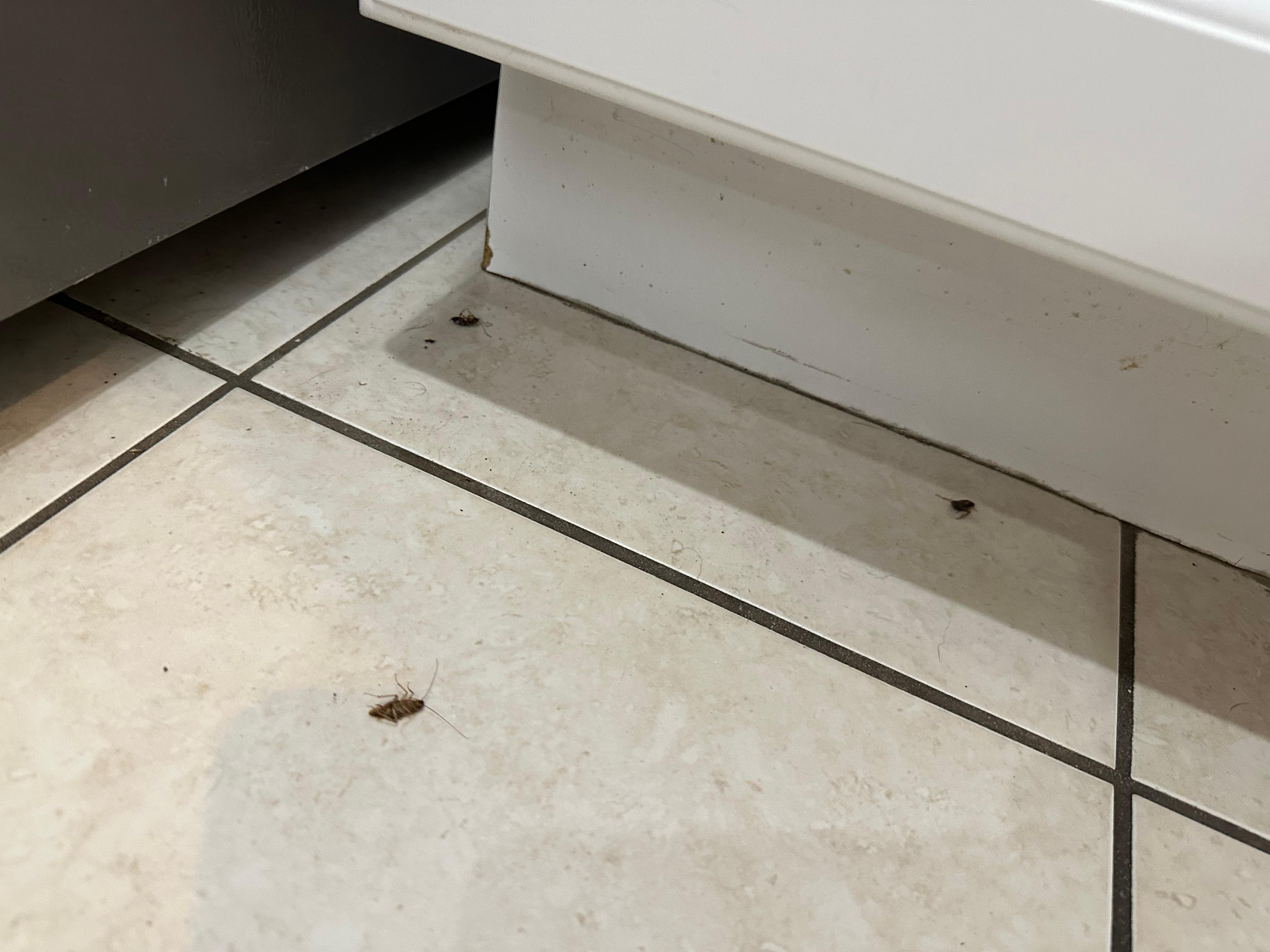 Some of the cockroaches we encountered (some alive, some dead).