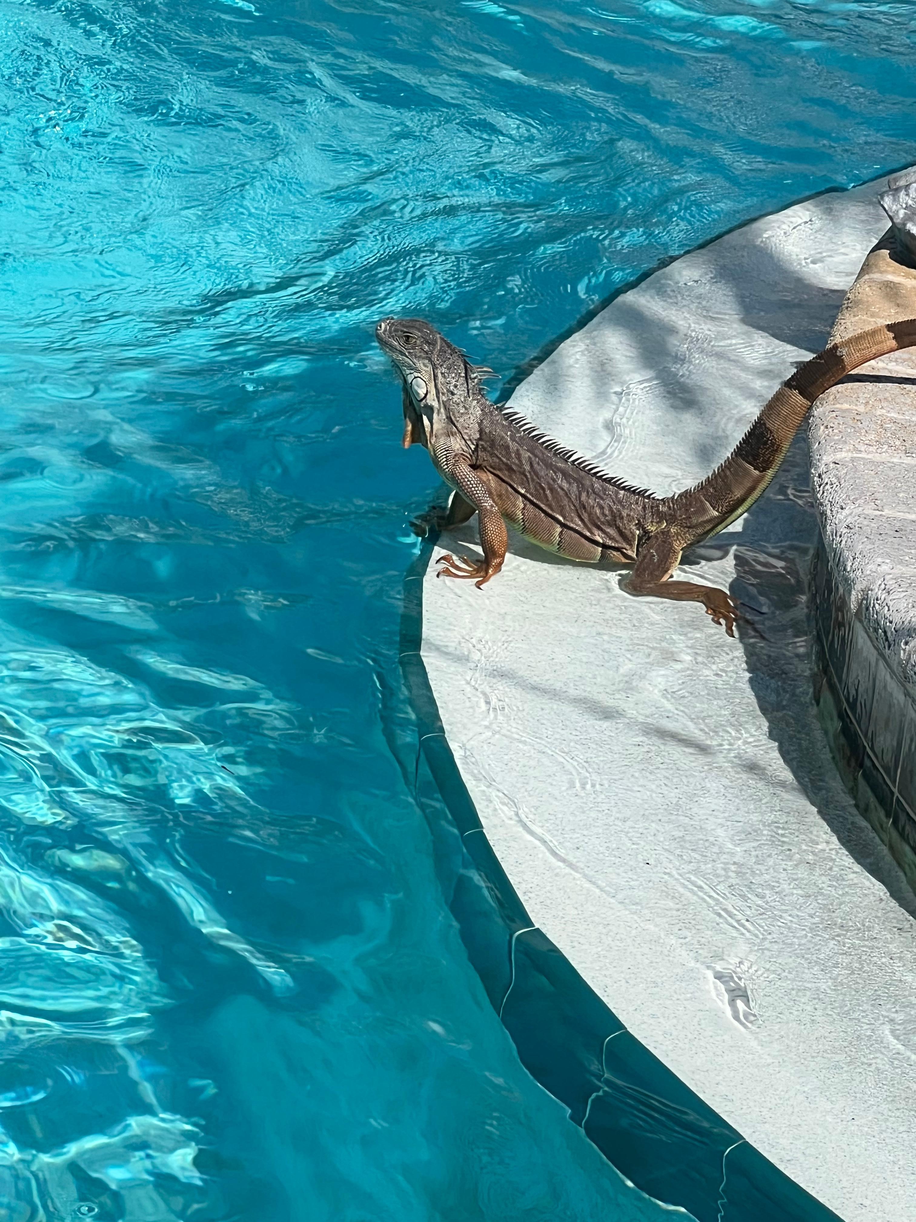 Friend visited the pool. 