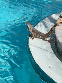 Friend visited the pool.