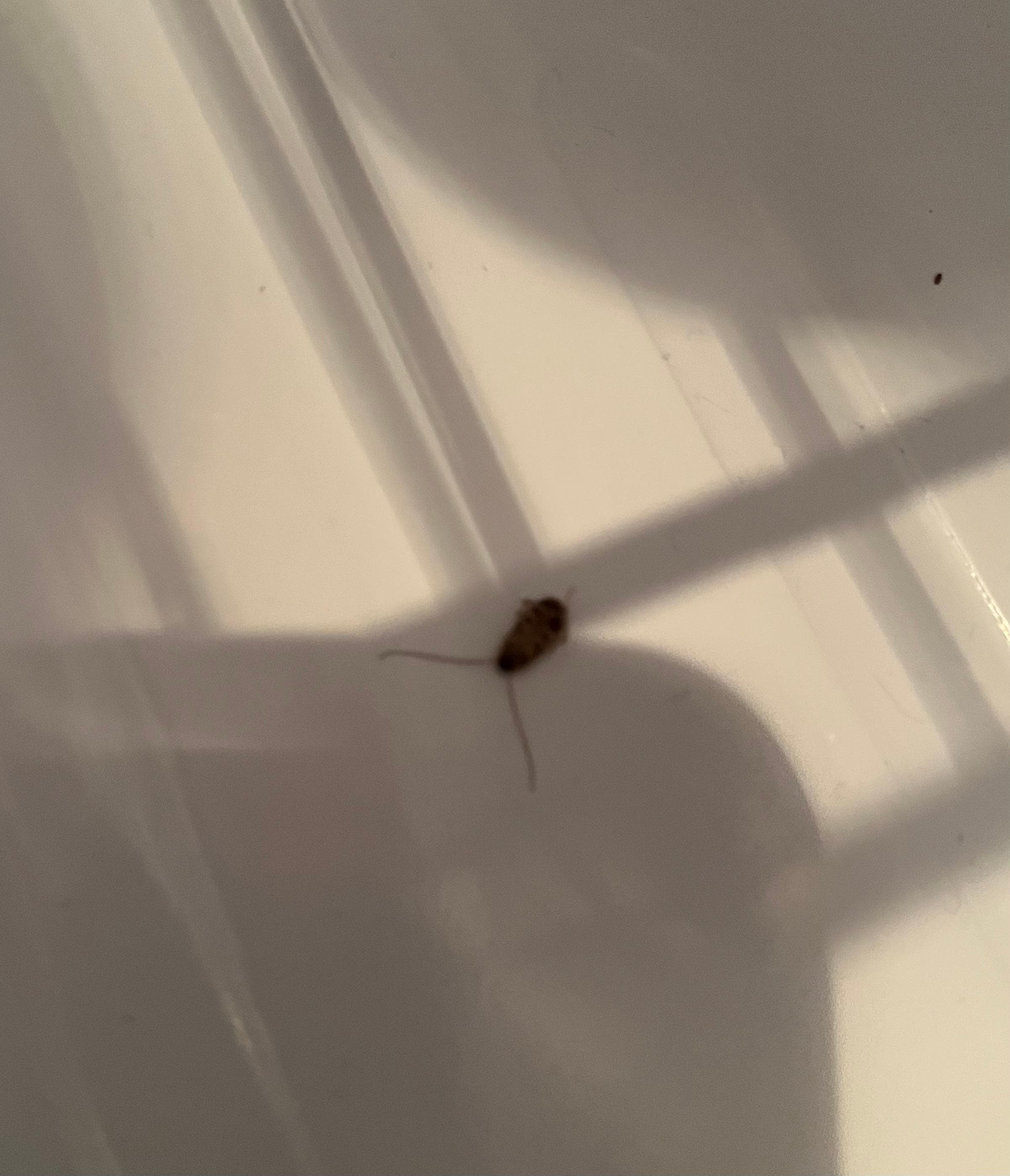 This one is from my tub.