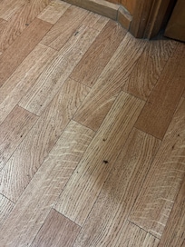 Cockroach on the floor