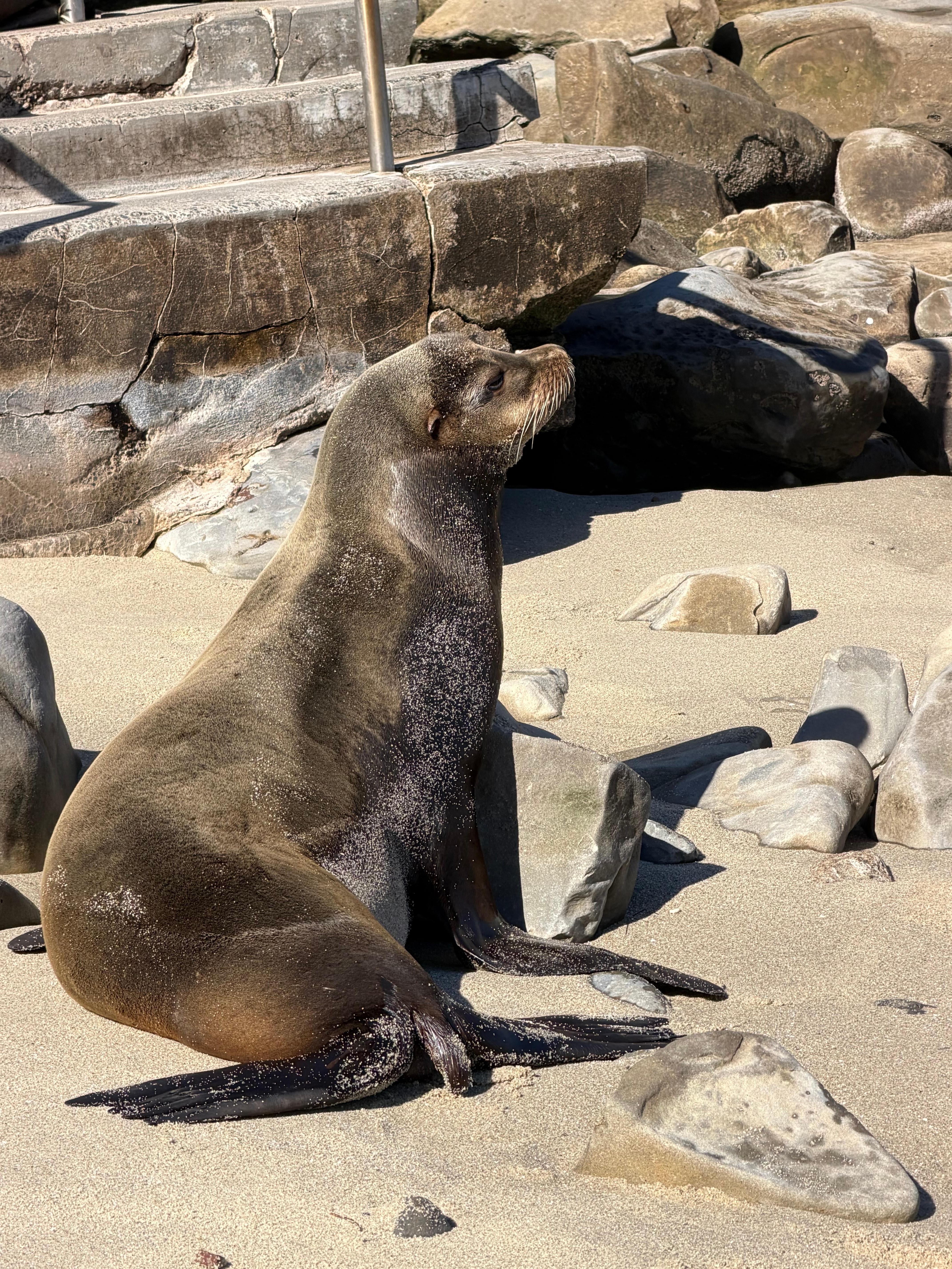 Sea Lion