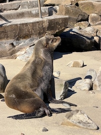 Sea Lion
