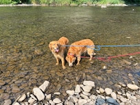 My boys In The creek