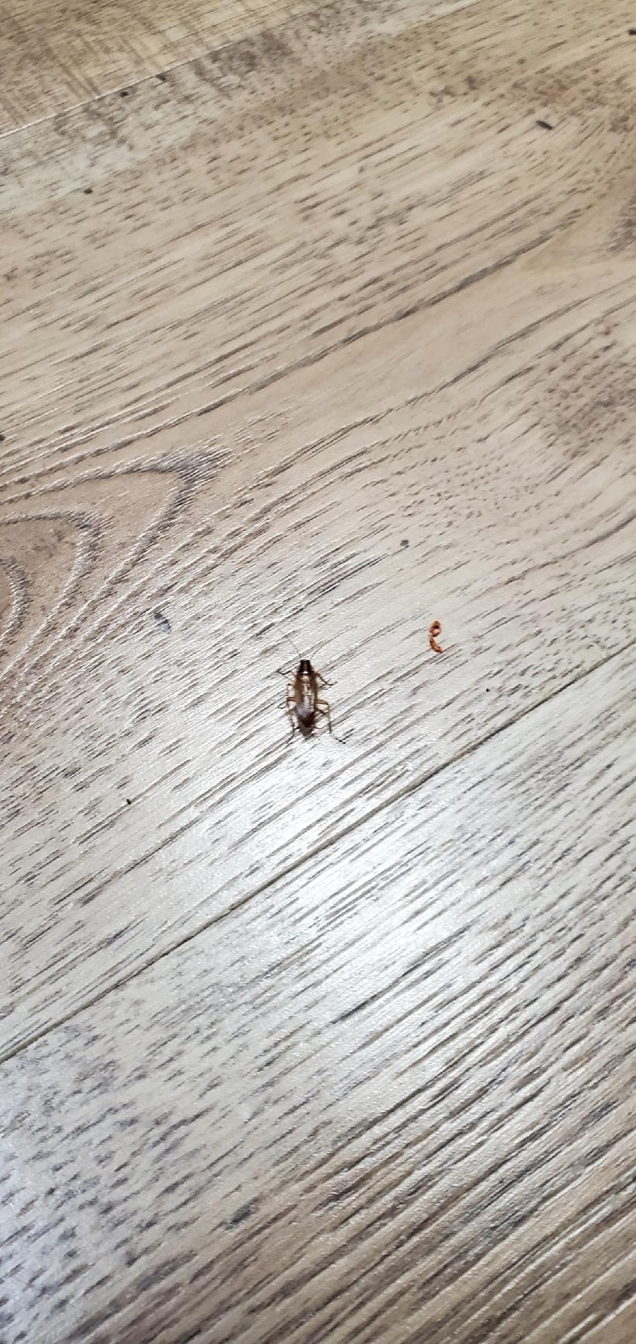 Kitchen floor