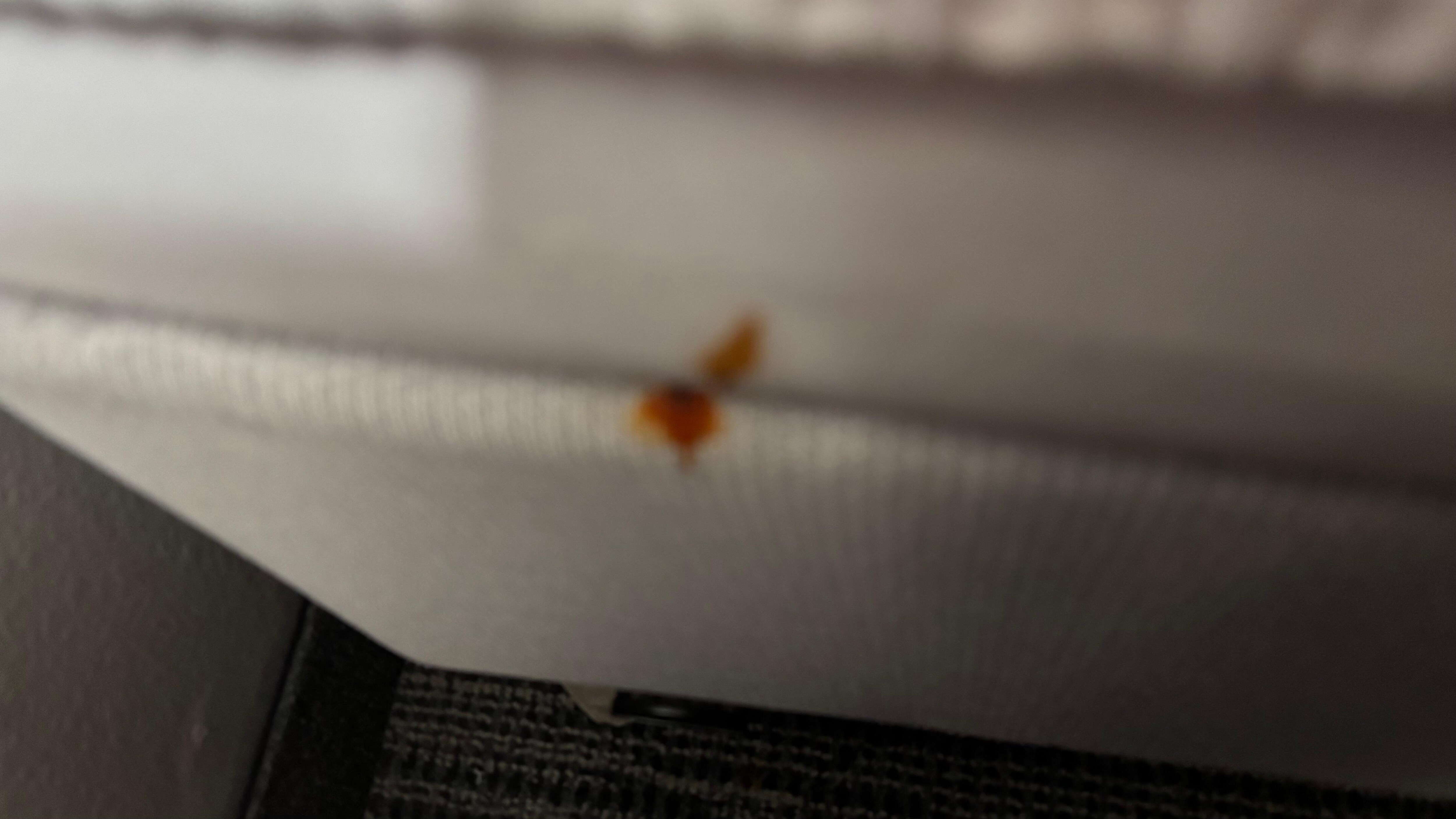 Pizza sauce or blood on the side of the mattress