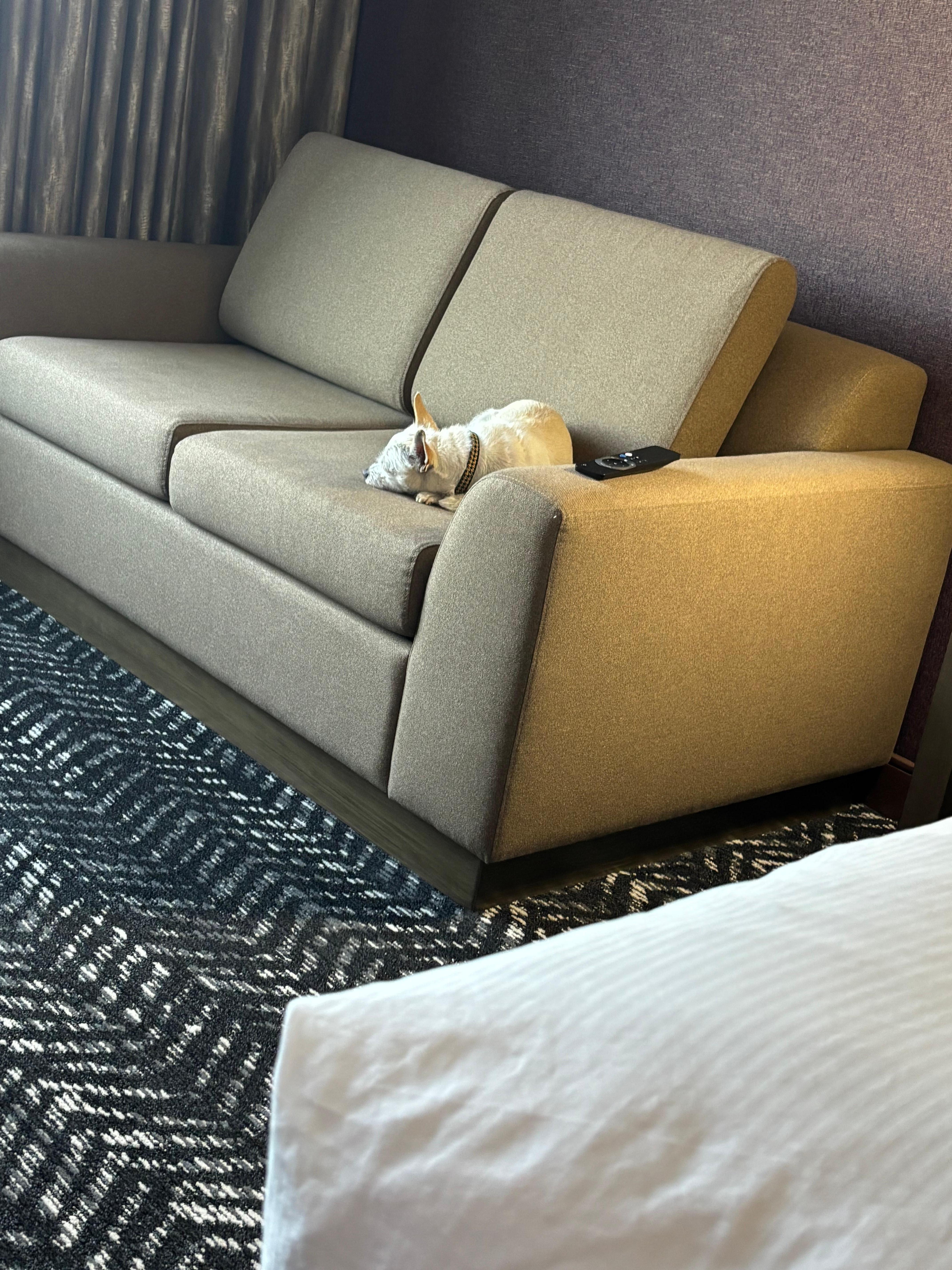 We had to bring our dog to Kstate veterinary. This was a great hotel for accommodating that.  Thank you for making an anxiety producing trip more tolerable.  The check in cookies were a nice touch and delicious !