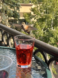 So many hummingbirds in the area!