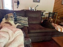 The dogs relaxing.