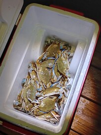 Caught 10 crabs 1st night, then 15, 18, and 24 4th night