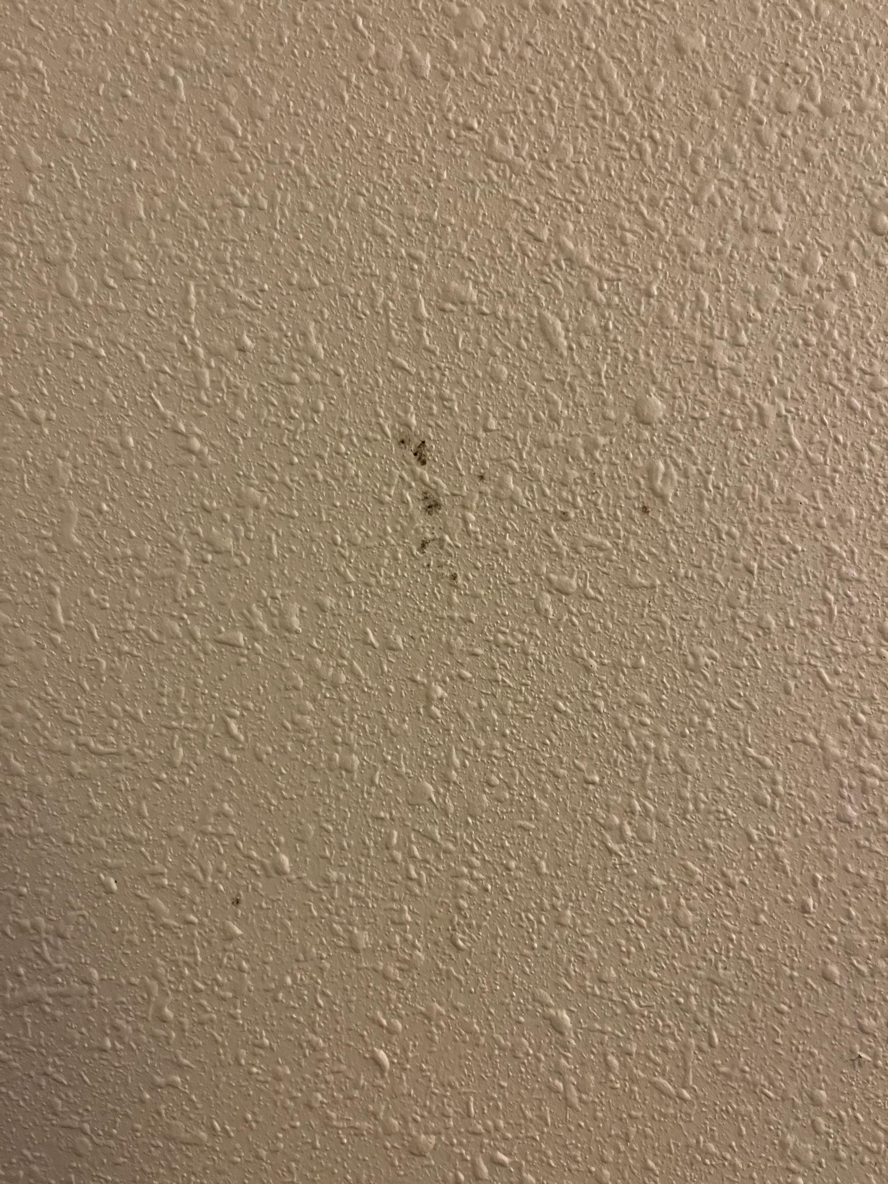 Mold on the wall