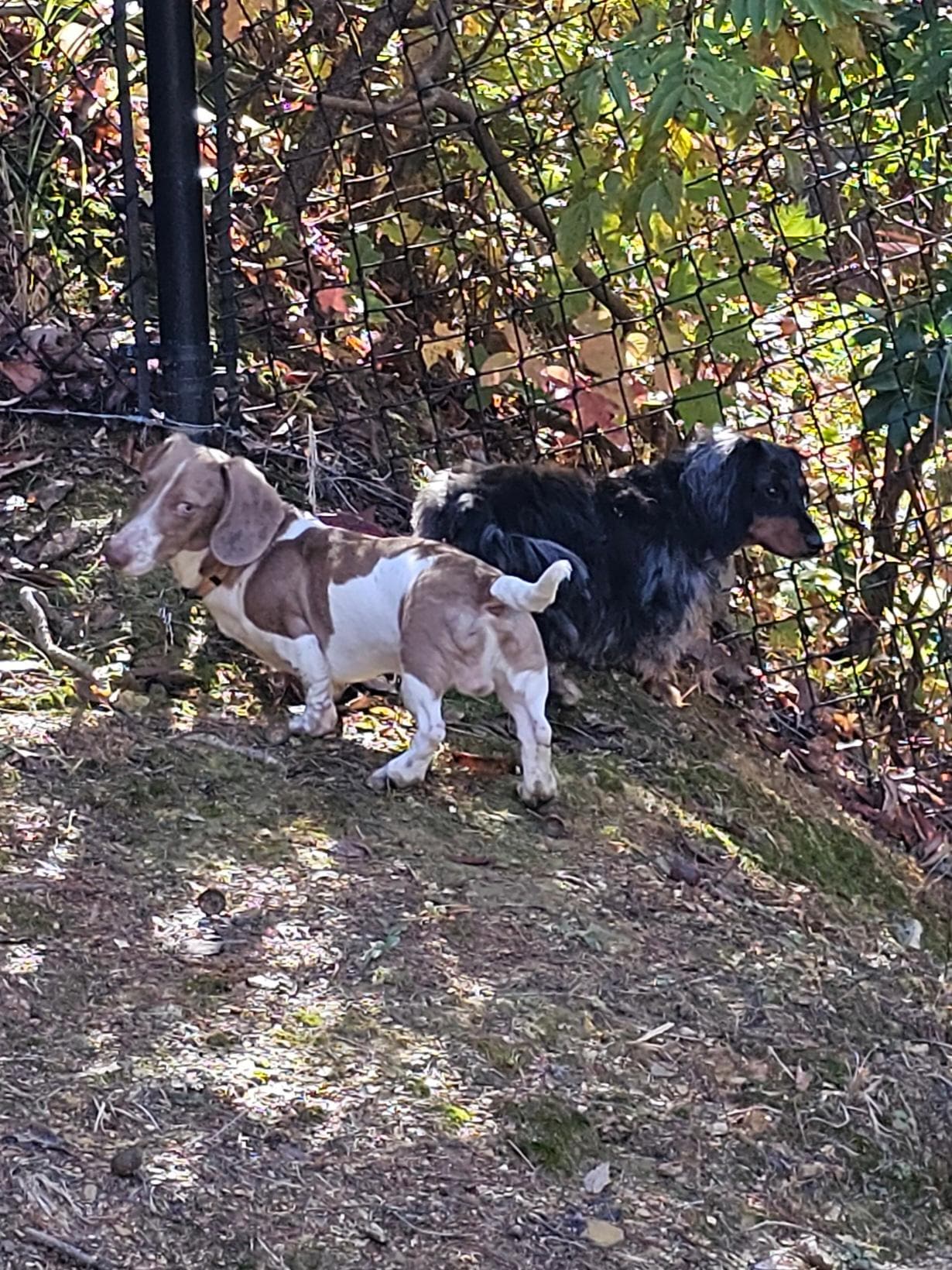 Gated yard for our boys to run was a plus!